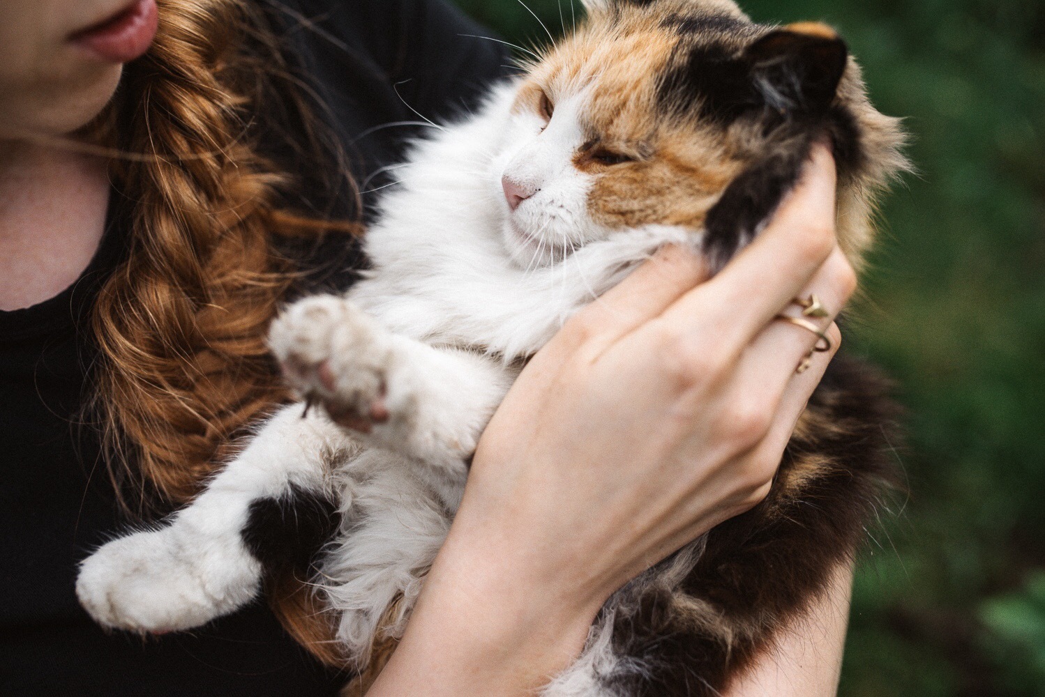 Деревенская кошка - Моё, Котомафия, Трехцветная кошка, Фотография, Питомец, Деревня, Длиннопост, Кот, Домашние животные, Животные