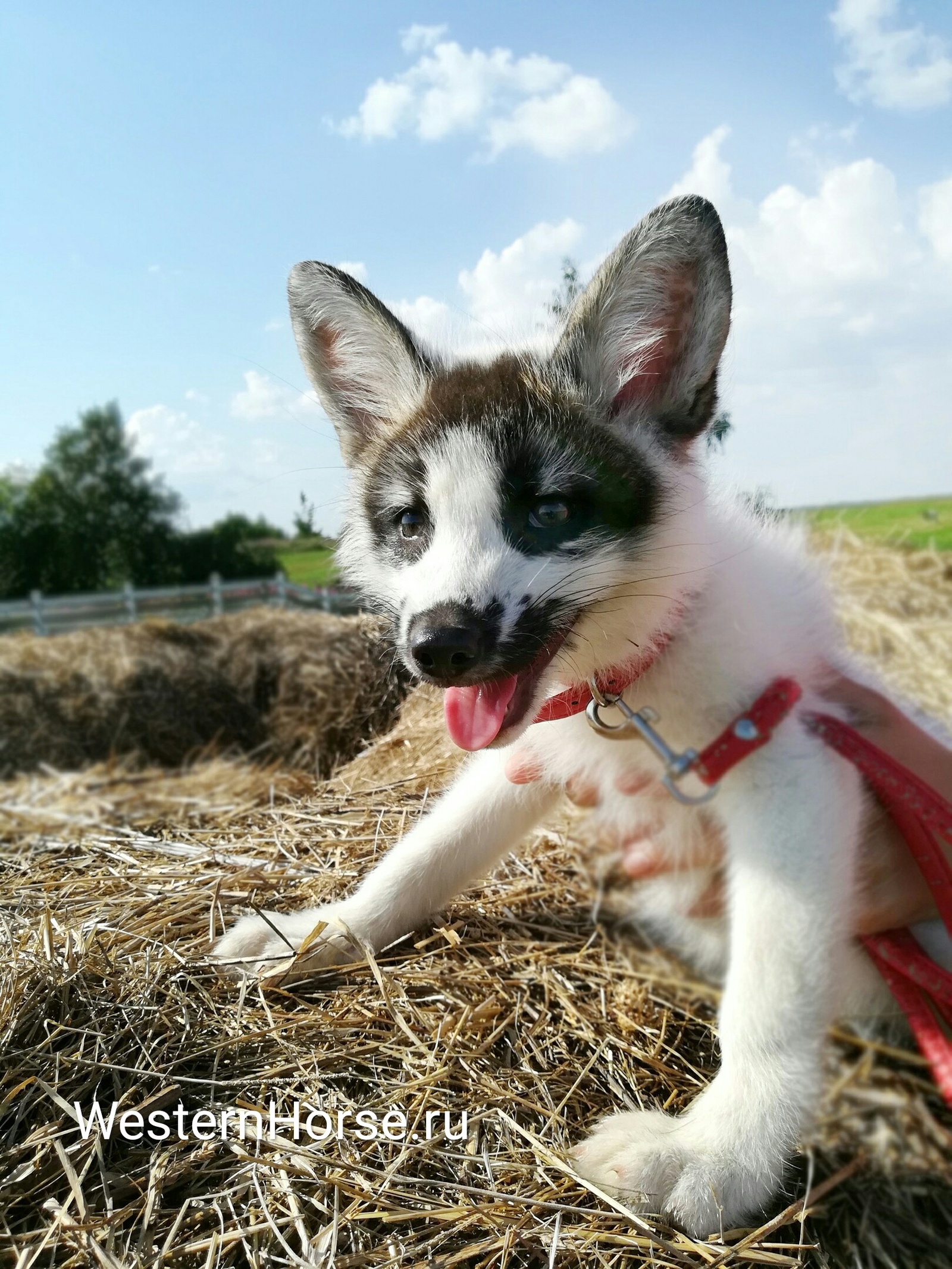 Just fox Freckles. - My, , , Fox, Equestrian Club, Longpost