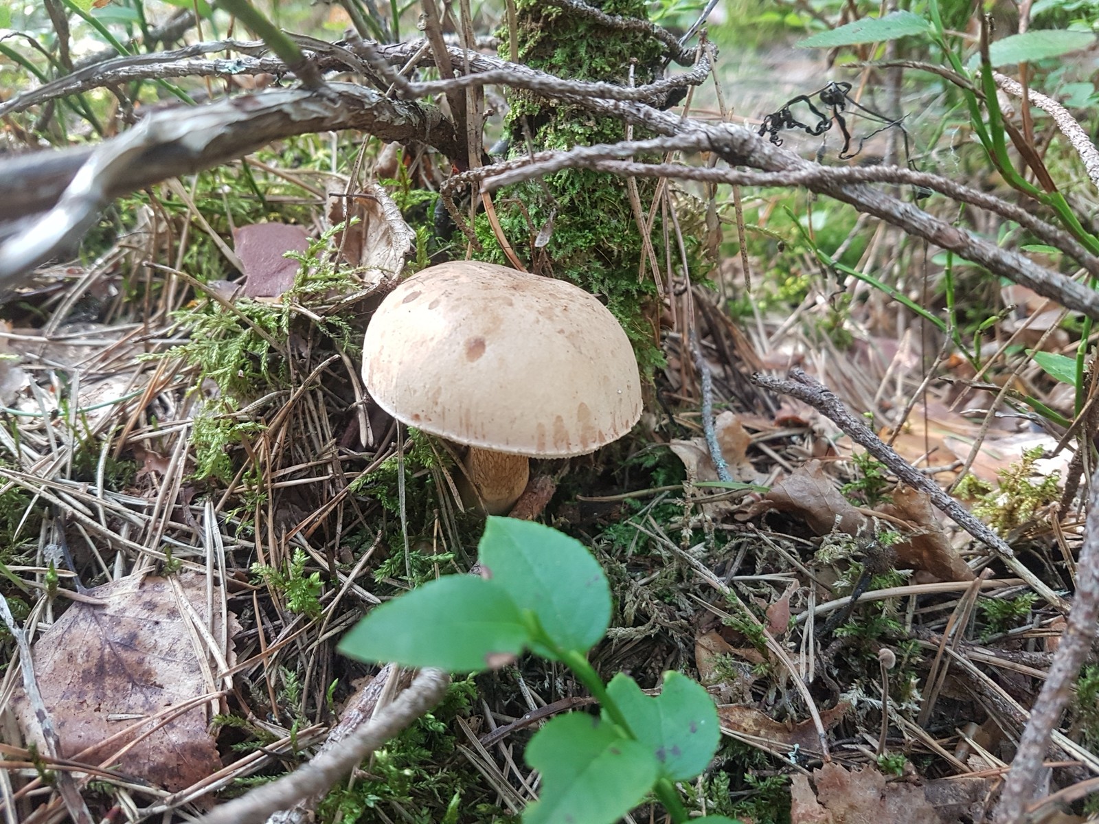 In search of mushrooms - My, Leningrad region, Mushrooms, Forest, Berries, Longpost