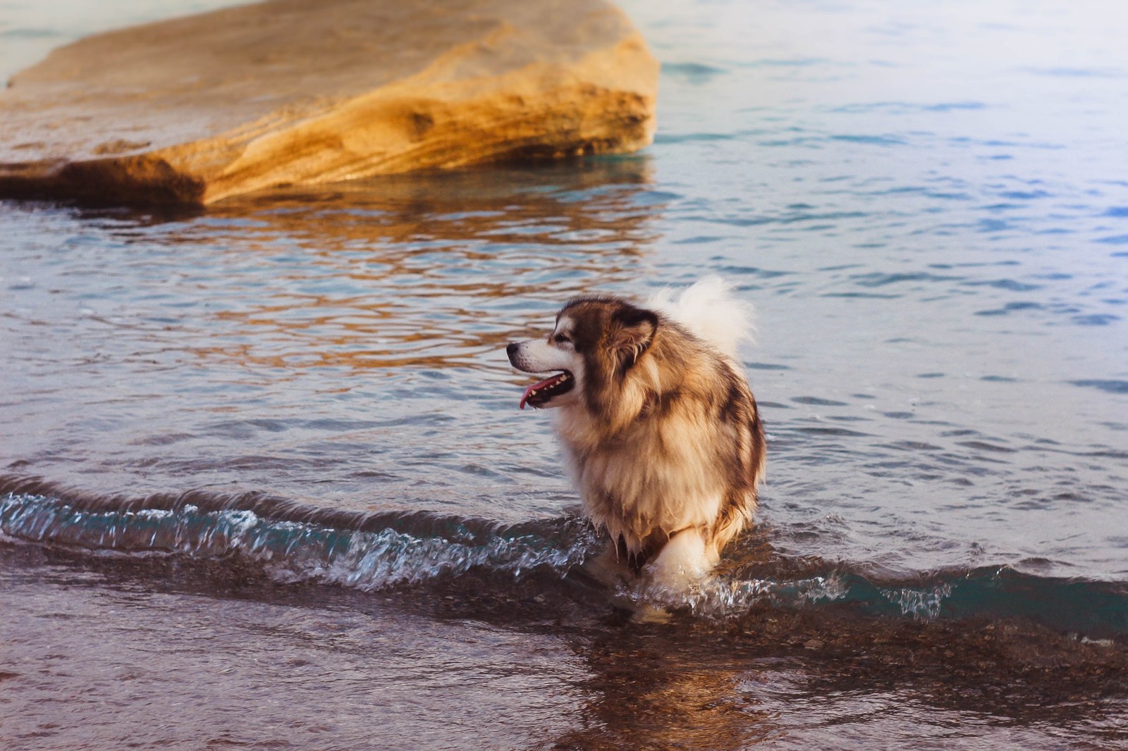 How Zolotinka flew to Cyprus. - My, Longpost, Dog, Flight, Travels, Animals, Text, The photo, Cyprus, Alaskan Malamute, Nature