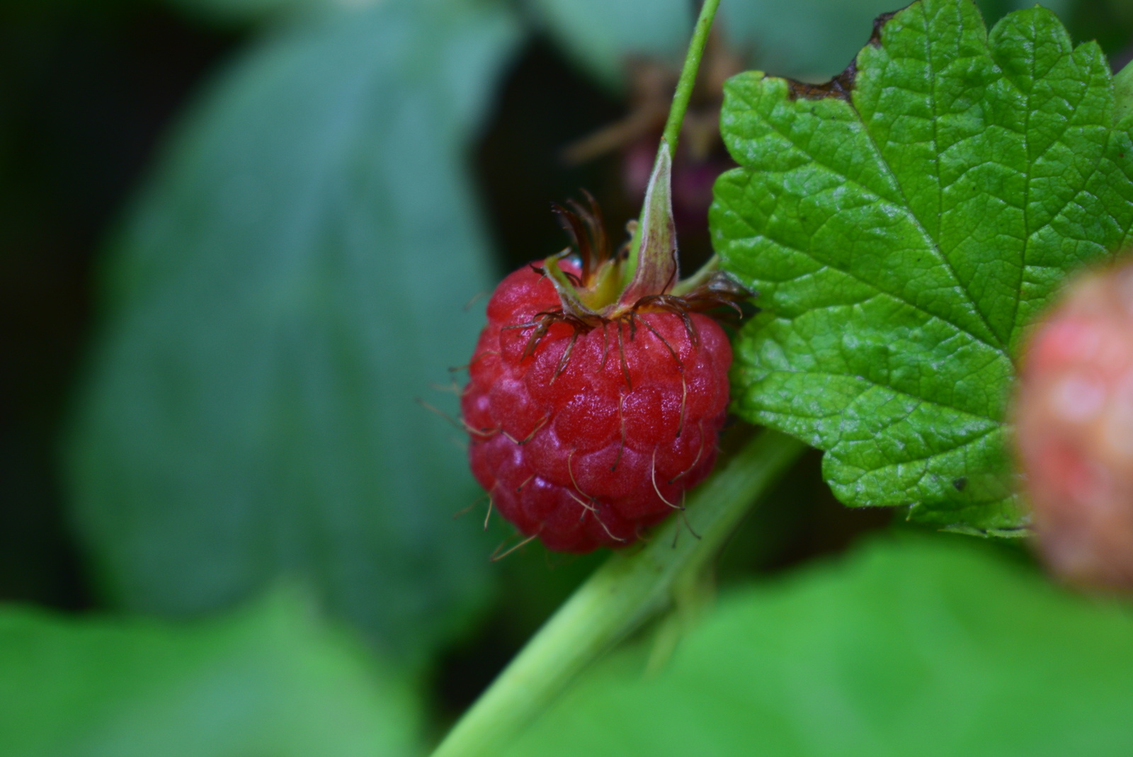 Some vitamins. - My, Raspberries, , Macro, Photo on sneaker, Macro photography