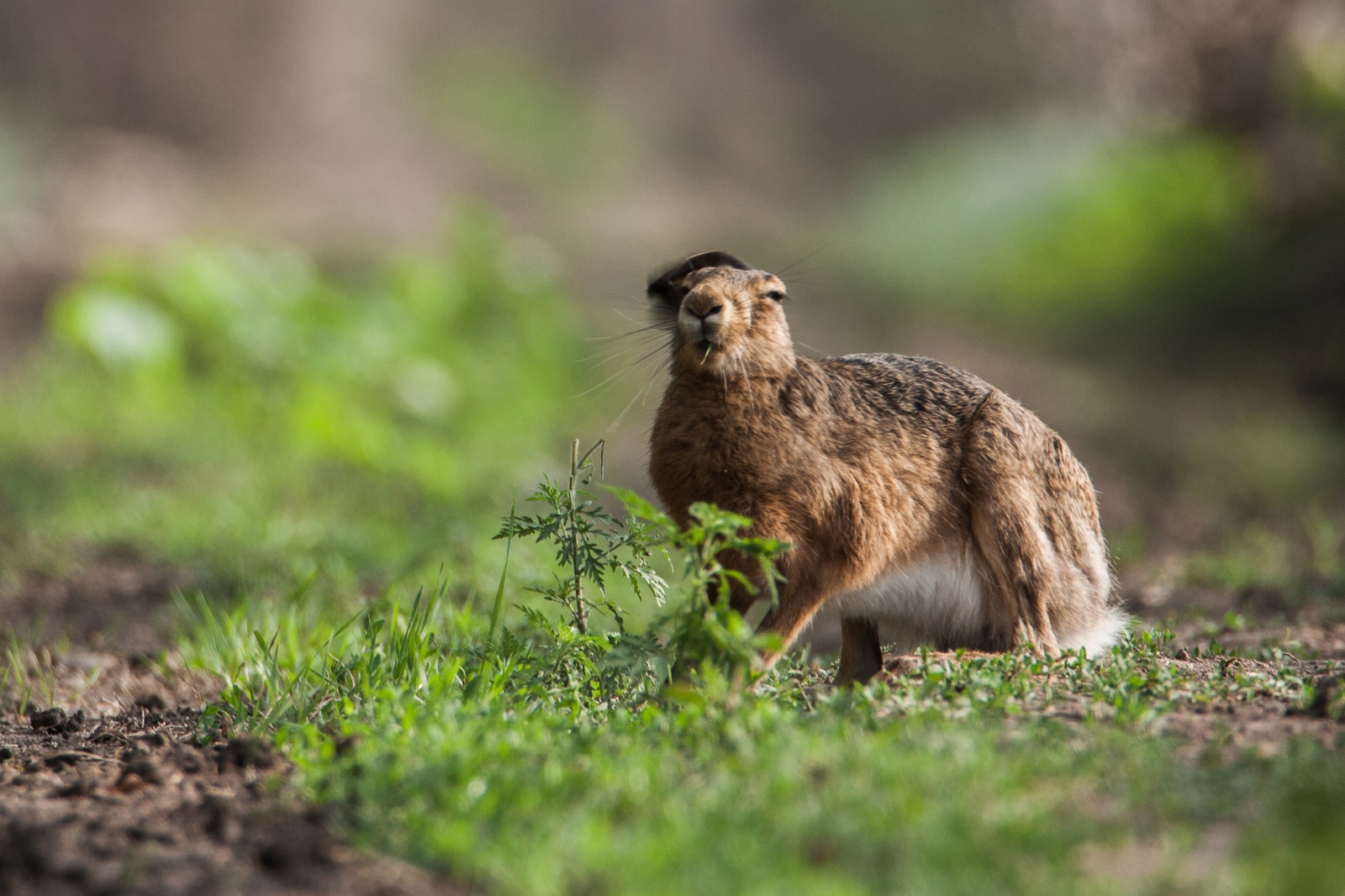 correct herb - My, My, Hare, Animals, Nature, The photo