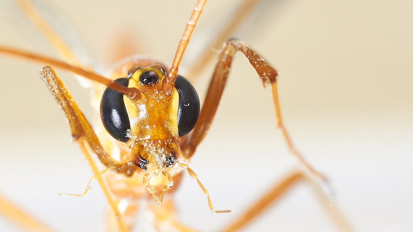 Came to visit me... - My, Insects, Macro, Macro photography, The photo, Eyes, Longpost