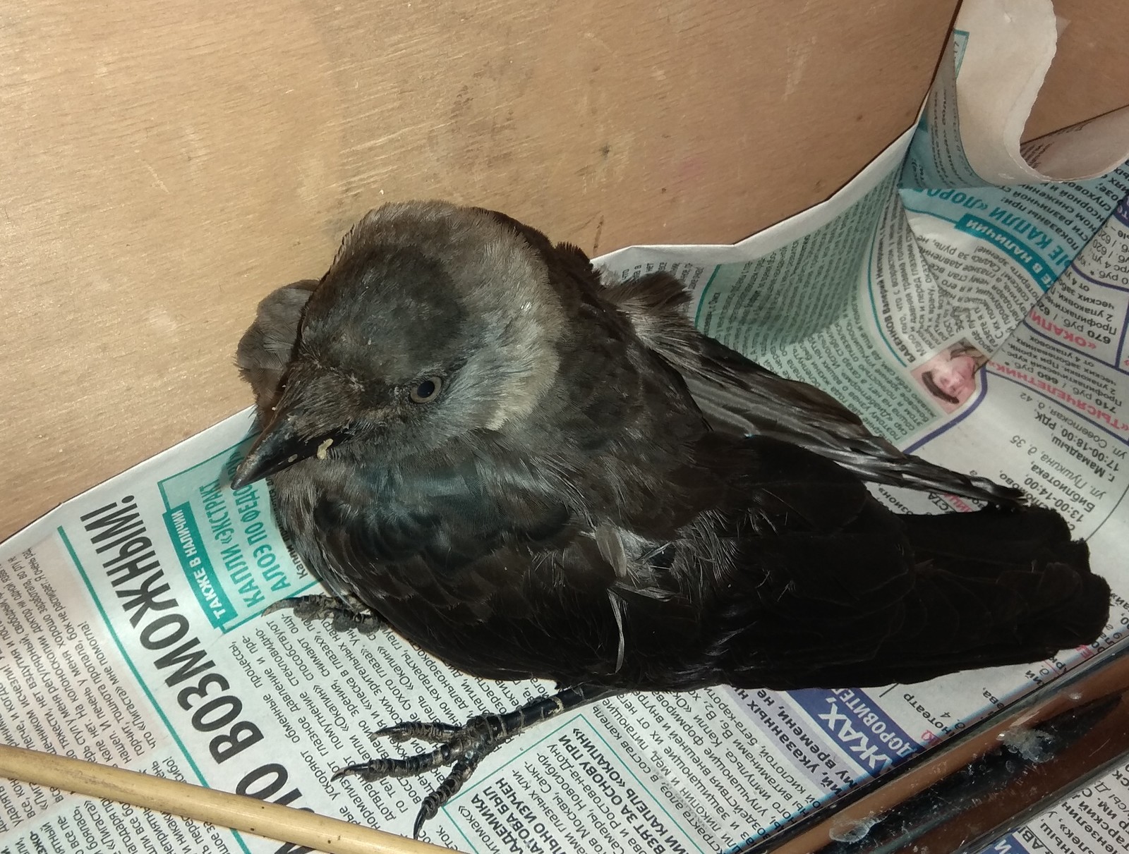 Need help. - My, Chick, Crow, Help, Longpost