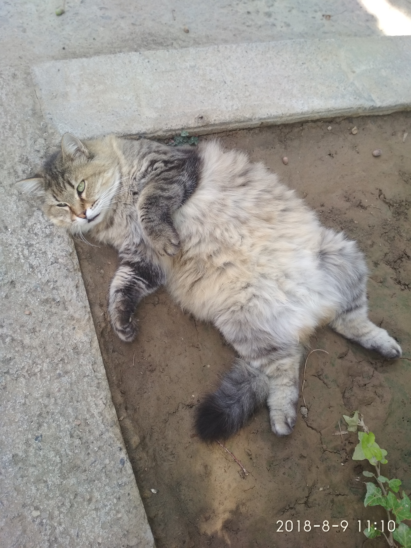 Heat in Tashkent - My, Catomafia, cat, Tashkent, Uzbekistan