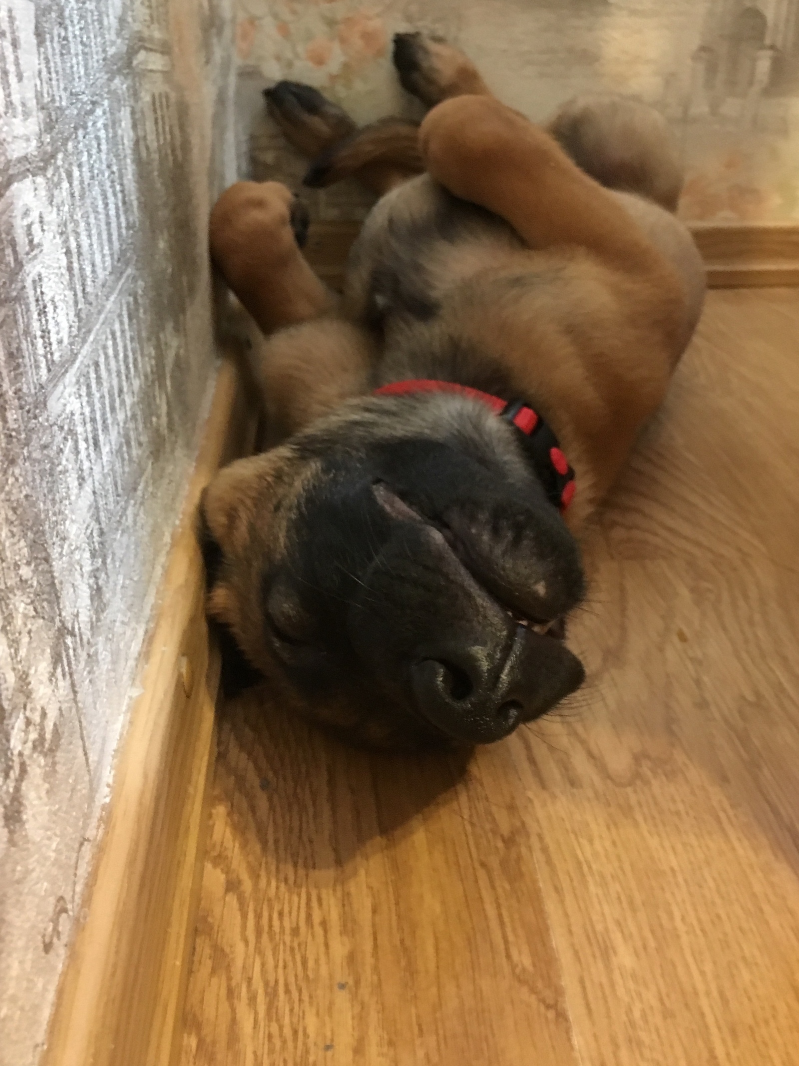 Guide How to sleep properly and soundly, volume 1. - My, Malinois, Dog, Milota, Longpost