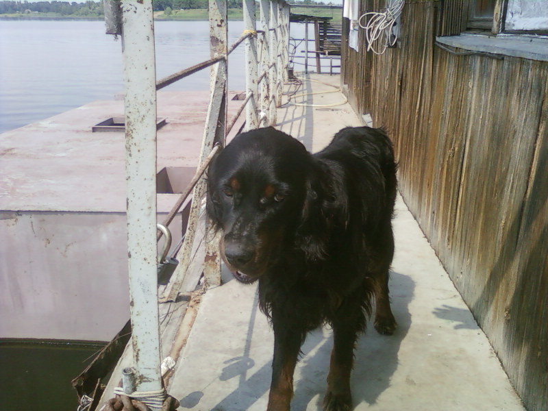 Volgograd and Astrakhan, a hunting dog of the breed, presumably a Gordon Setter, was found! - My, , Found a dog, Volgograd, Astrakhan, Dog, In good hands, Longpost