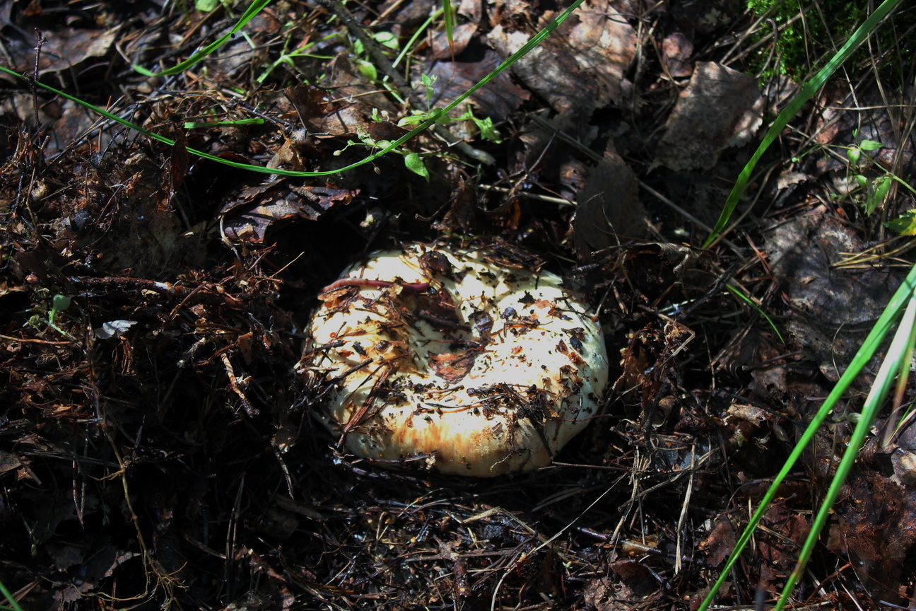 For the grubs. - My, Mushrooms, Forest, beauty of nature, The photo, Canon, Longpost