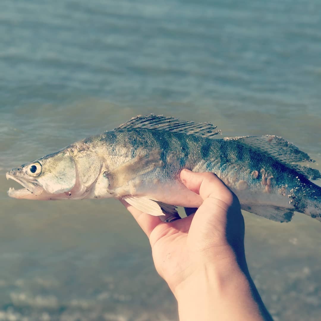 Fishing on Lake Zaisan (Kazakhstan) - My, Fishing, Spinning, , Longpost