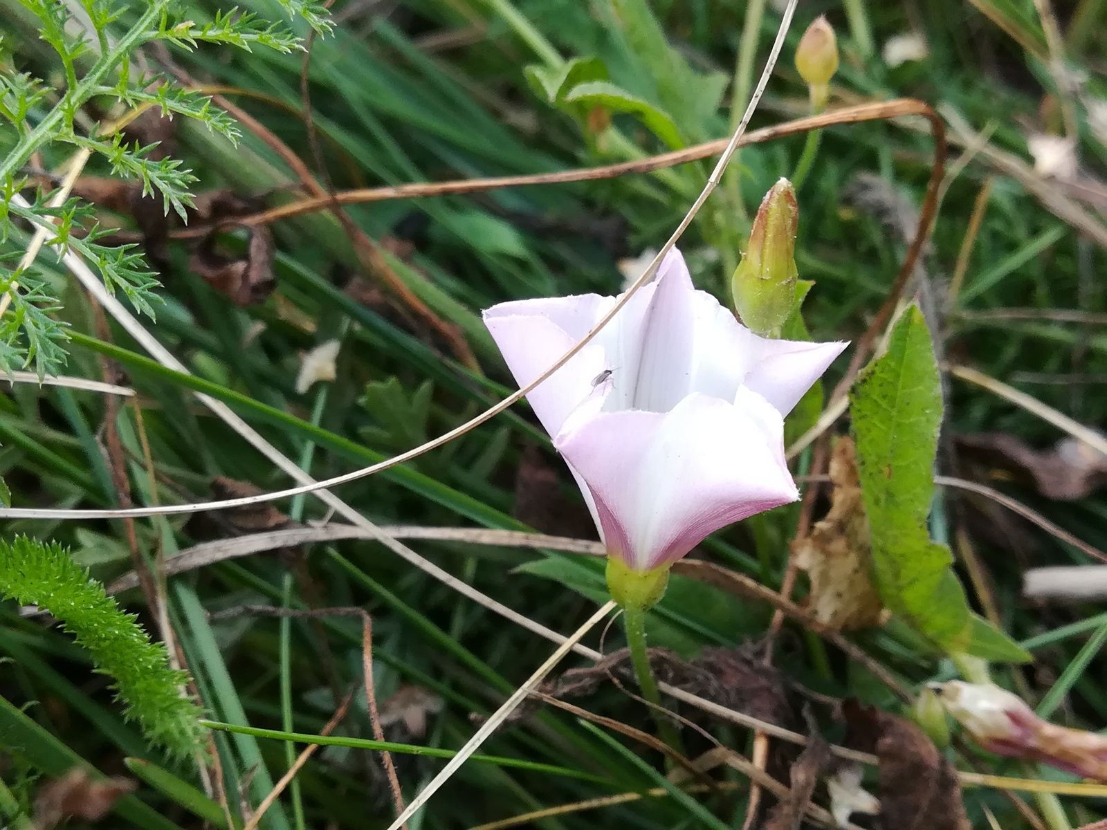 Photo from the walk - My, The photo, Nature, Flowers, Longpost