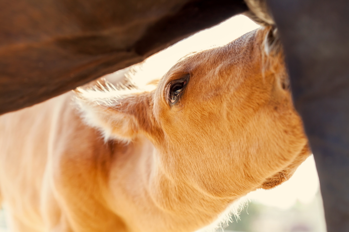 Lunch time :3 - My, Horses, Foal, Horses, Animals, Longpost