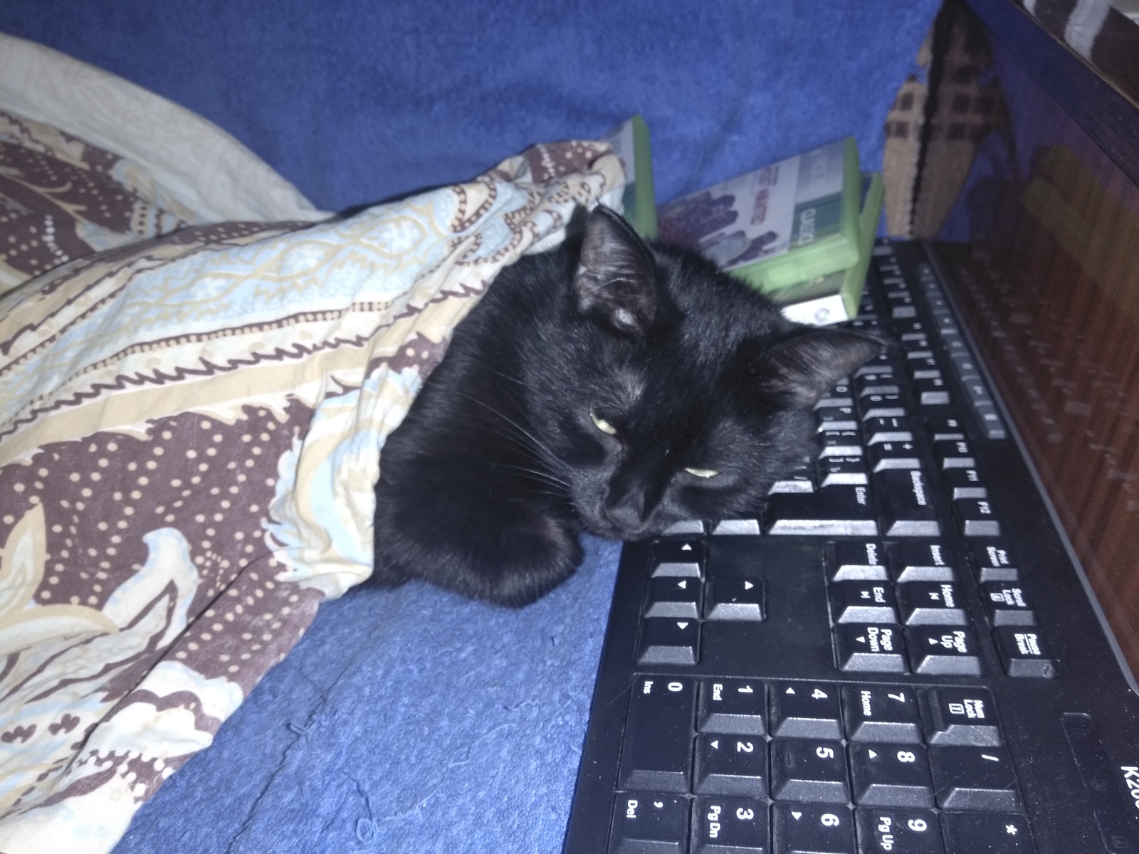 When I coded all night - My, cat, IT