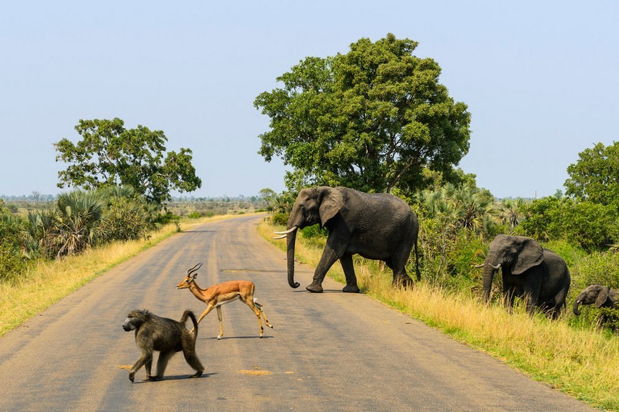 It's fun to walk together... - Animals, Africa