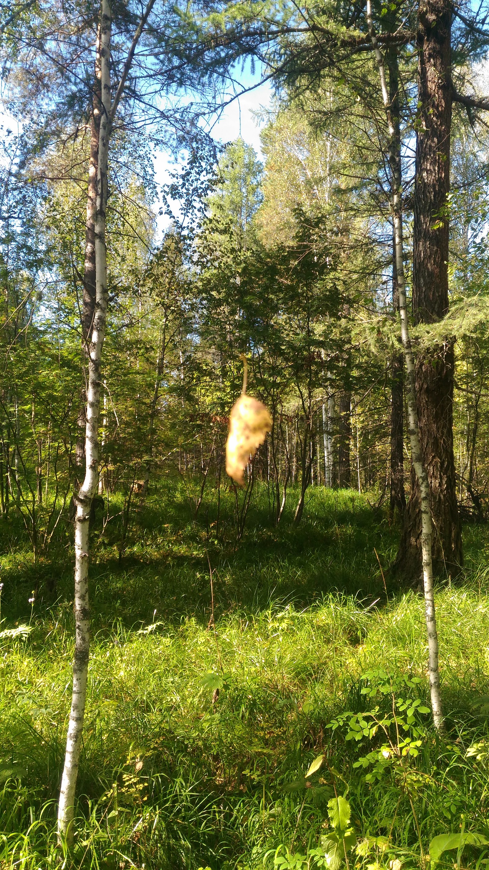 Angel of One Hope - My, My, Travels, beauty, Nature, deer streams, Longpost