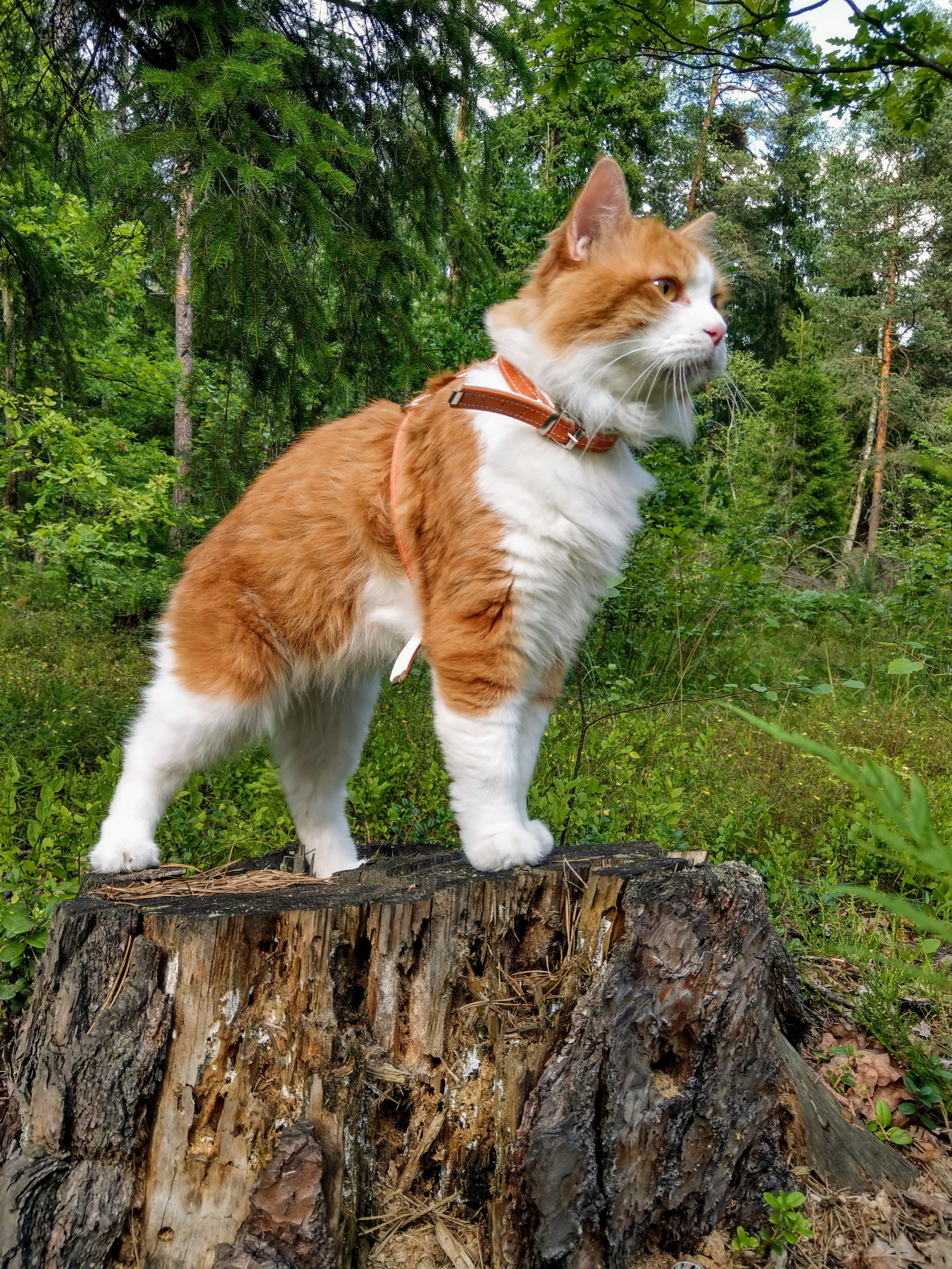 Walk in the July forest - My, cat, Forest, Animals, beauty of nature, Bobtail, Mushrooms, Nature, Longpost