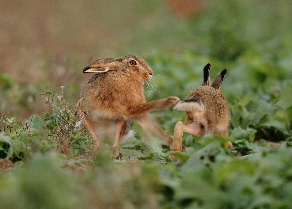 saturday hares - Hare, White hare, Hare, The photo, Milota, Animals, Longpost