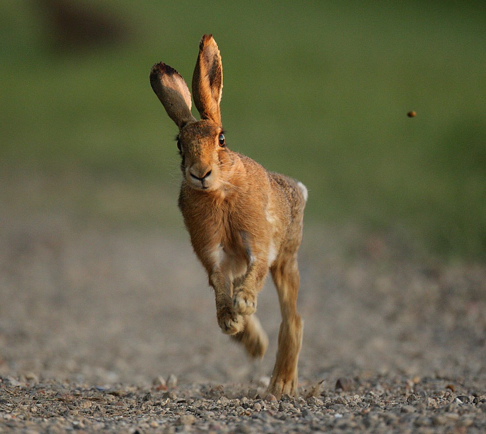 saturday hares - Hare, White hare, Hare, The photo, Milota, Animals, Longpost