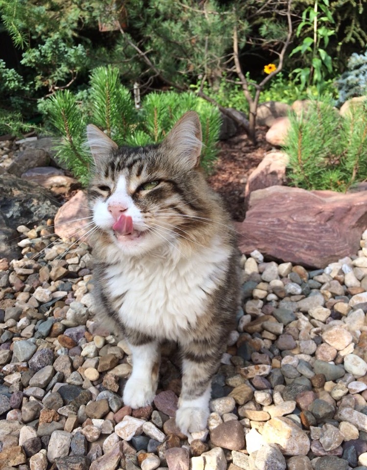 When life is good - My, cat, Catomafia, Siberian cat, Nature