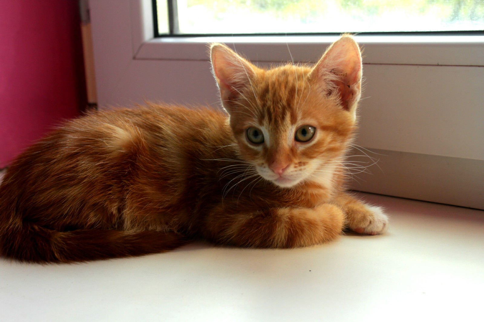 marble kitten - My, Krasnodar, cat, In good hands, Redheads, Longpost