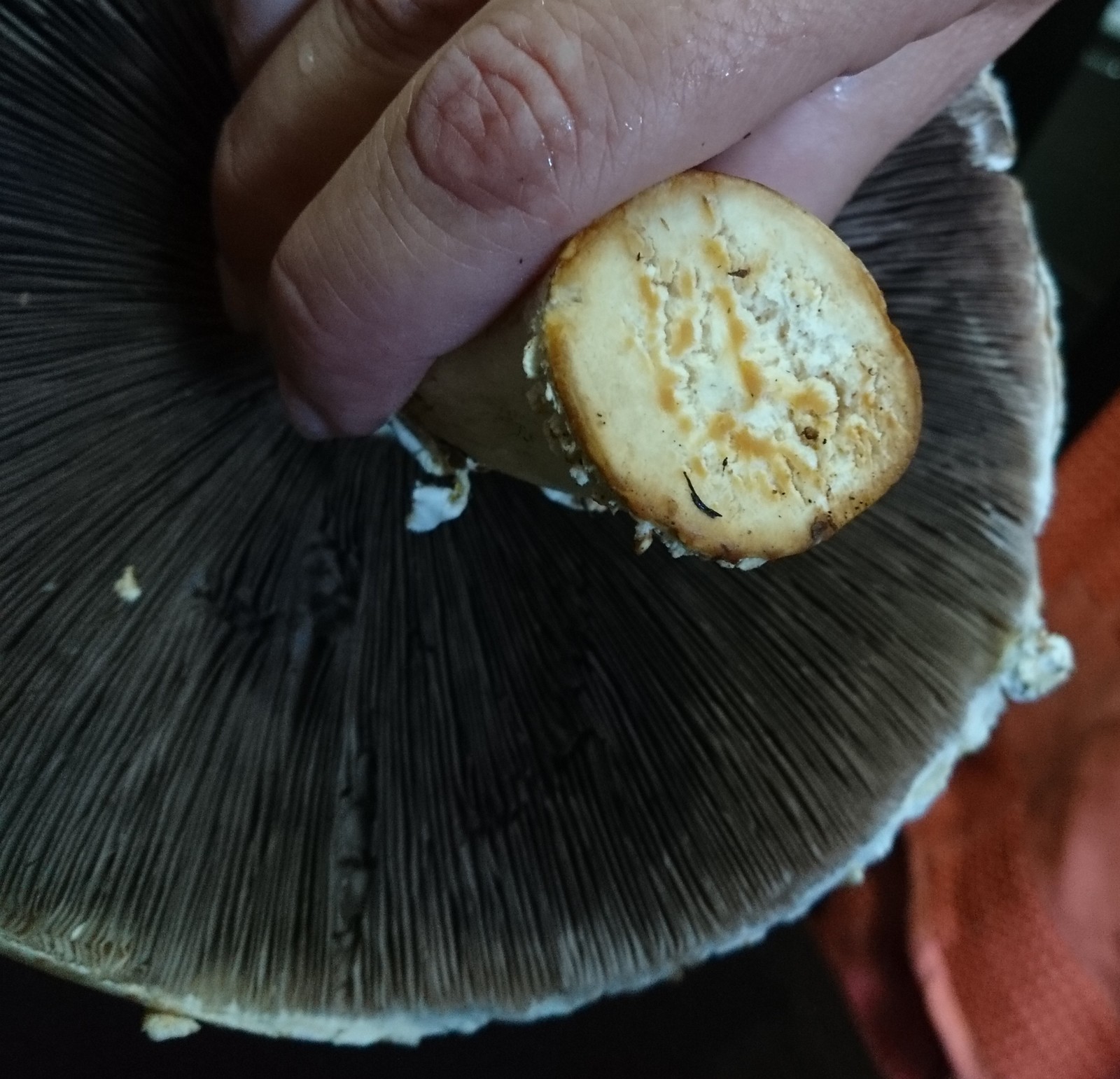 Help identify - My, Mushrooms, Caucasus, Help, The mountains, Longpost