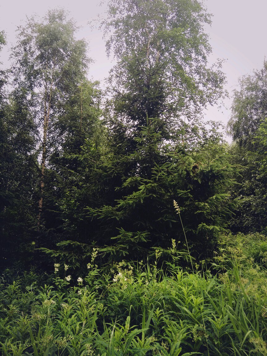 In the forests of Karelia (July photos) - My, Cloudberry, Forest, Chanterelles, Nature, , Longpost