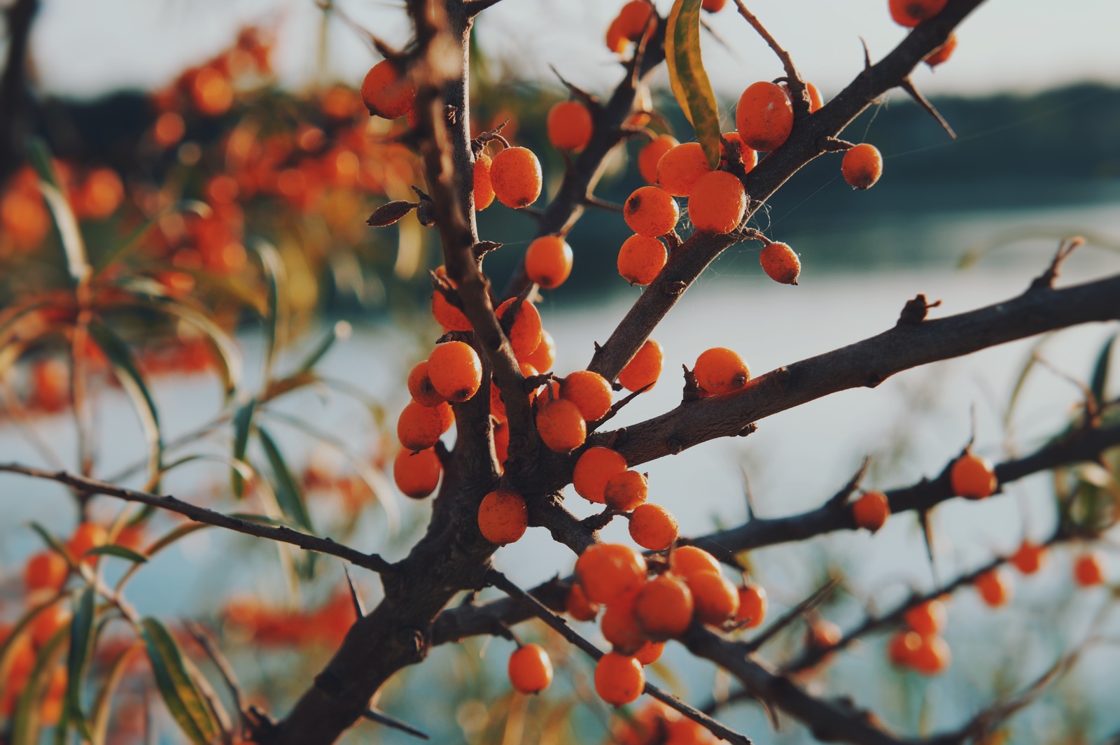 Seeing off summer. - My, August, Sunset, Forest, beauty, Nature, Longpost, Sea buckthorn