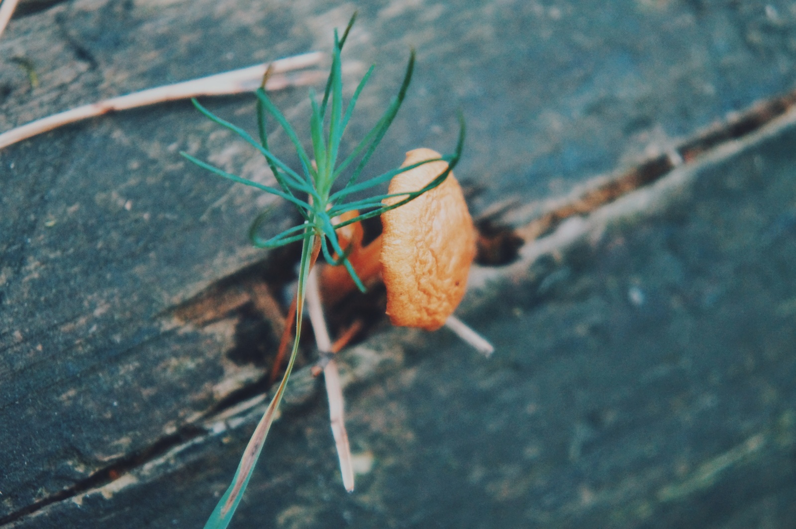 Seeing off summer. - My, August, Sunset, Forest, beauty, Nature, Longpost, Sea buckthorn