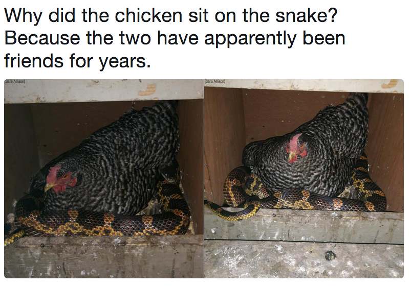 Chicken snake comrade! - Fox News, Hen, Snake, friendship, Twitter, news