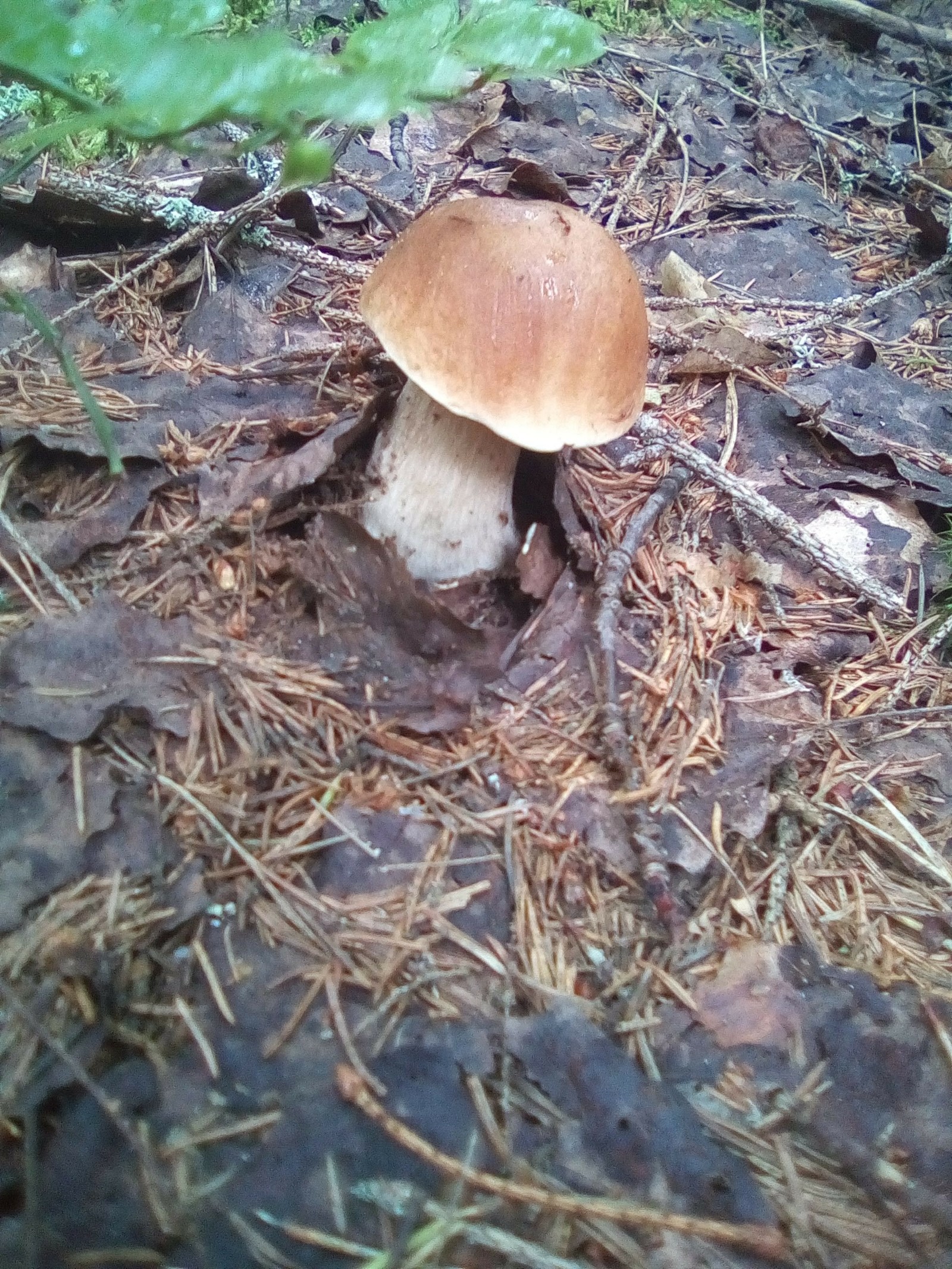 Photoshoot for dinner. - My, Forest, Mushrooms, White, Boletus, Dinner, Longpost