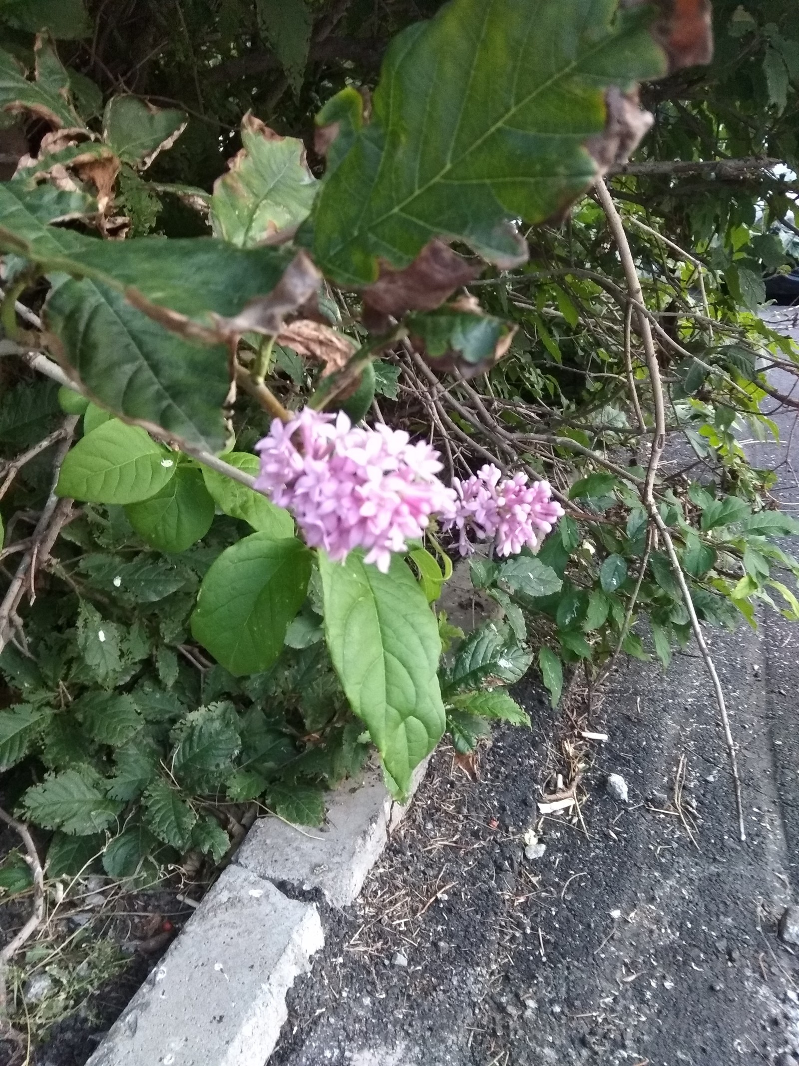 August 30 - My, Lilac, Rowan, Autumn, Longpost