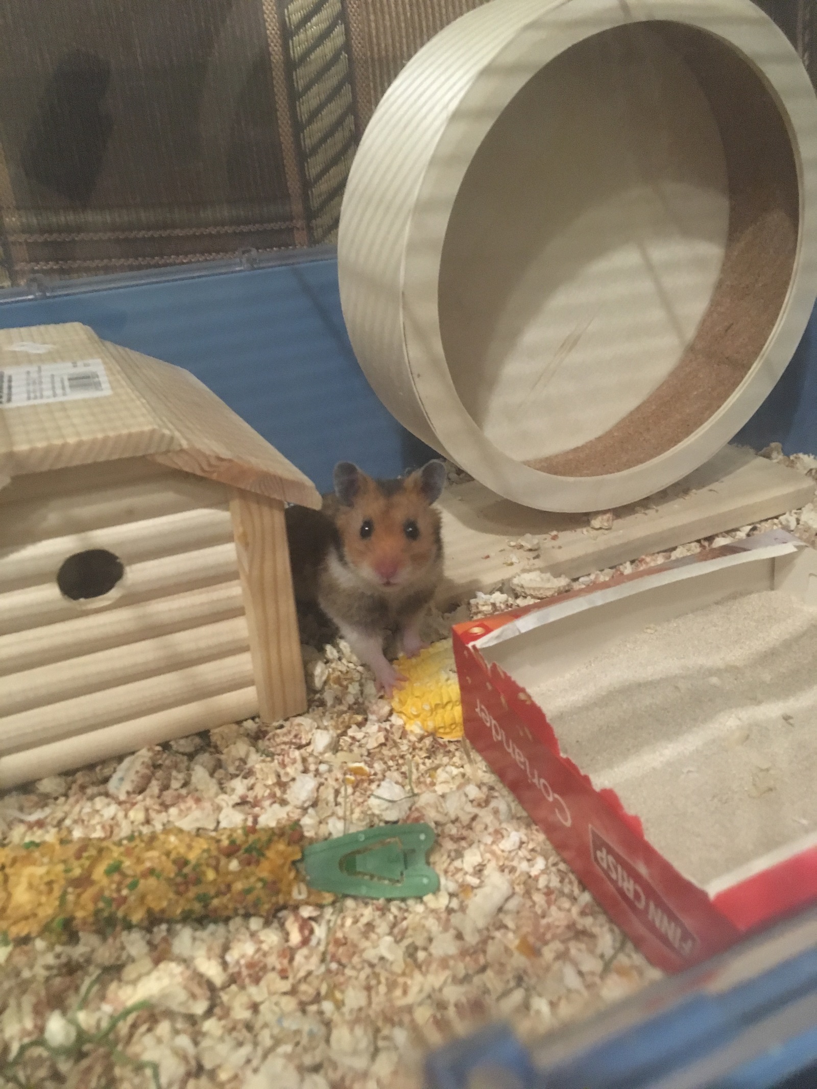 My pet - My, Hamster, Syrian hamster, Longpost