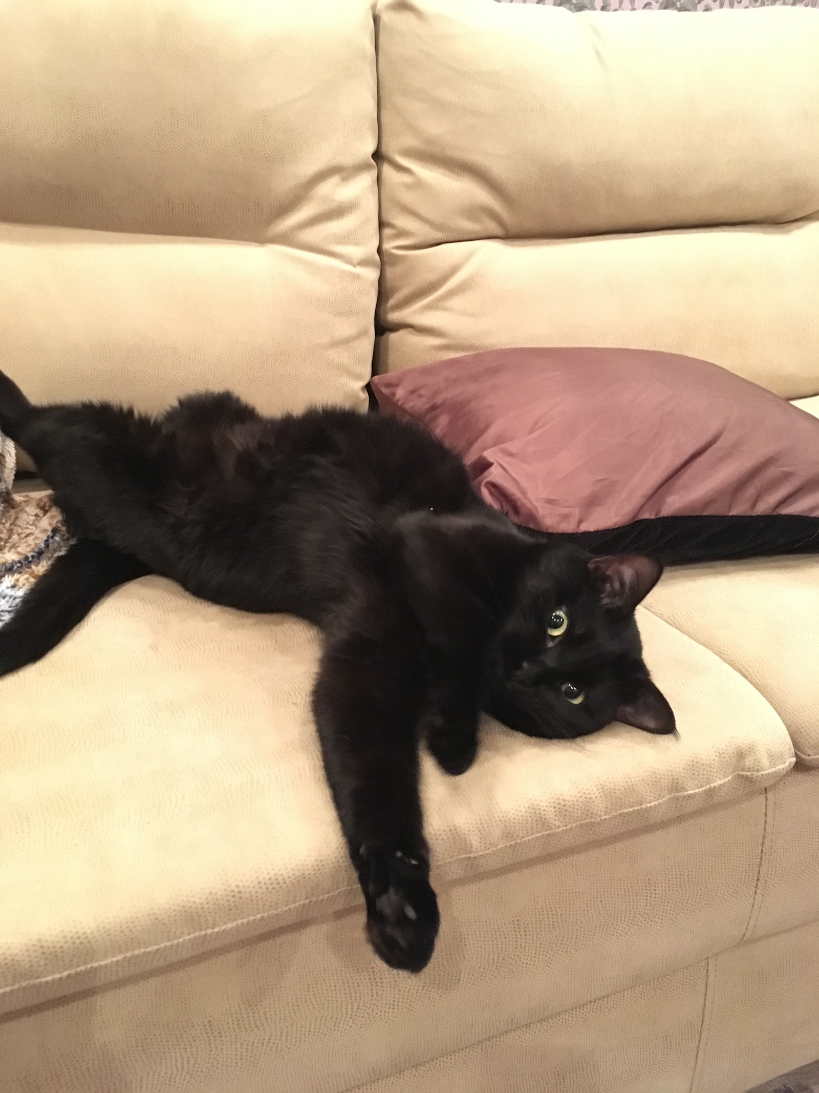 From the life of a black cat at home - My, cat, Pets, , Longpost