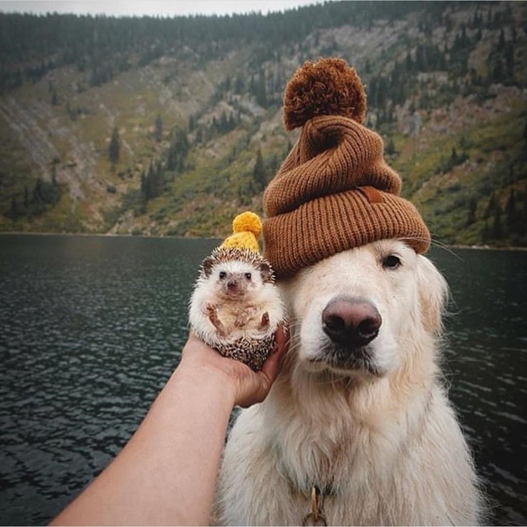 Even the hedgehog was at sea this year - African pygmy hedgehog, Hedgehog, Vacation, Longpost, Sea