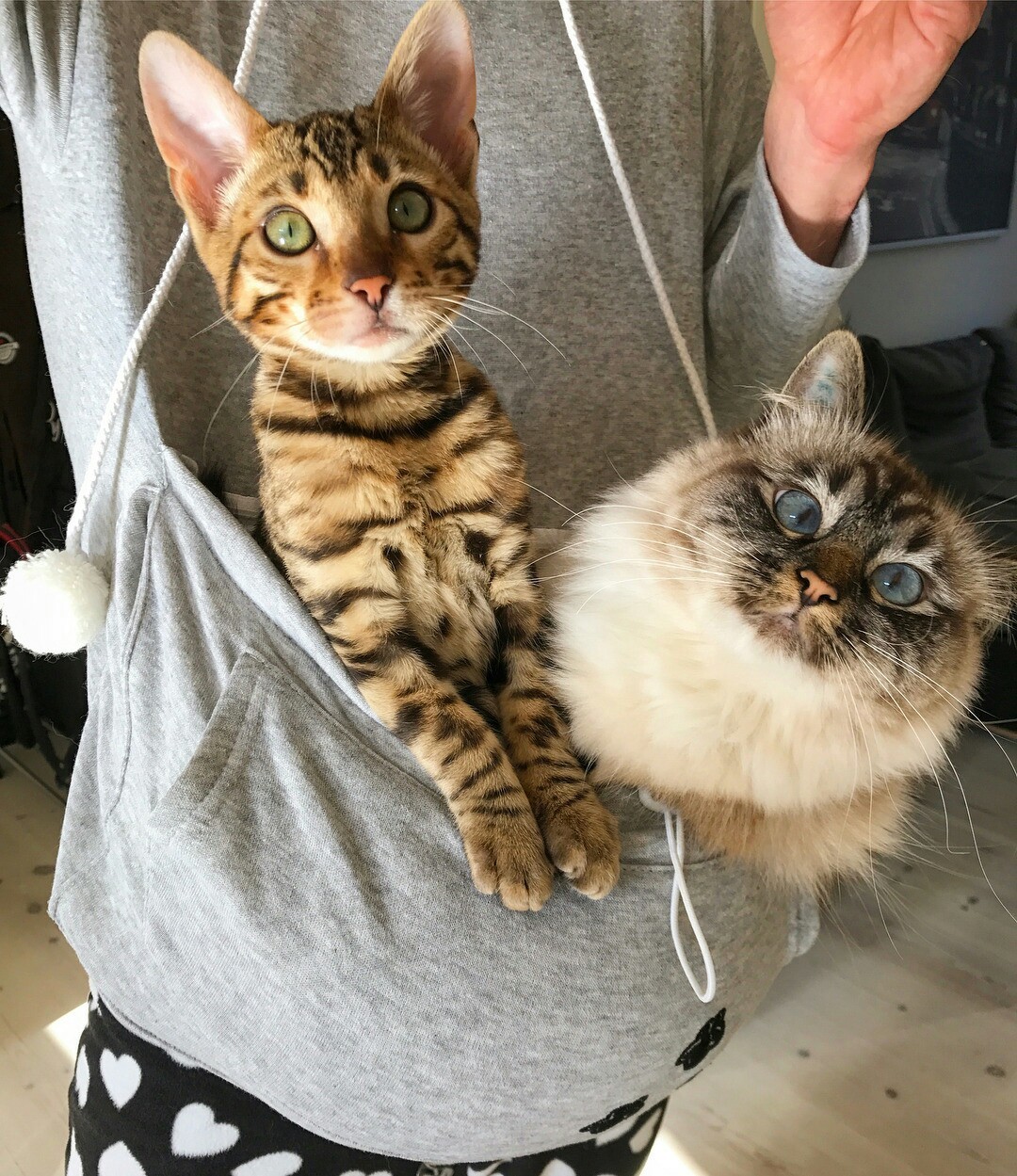 podborka-domashnie-foto