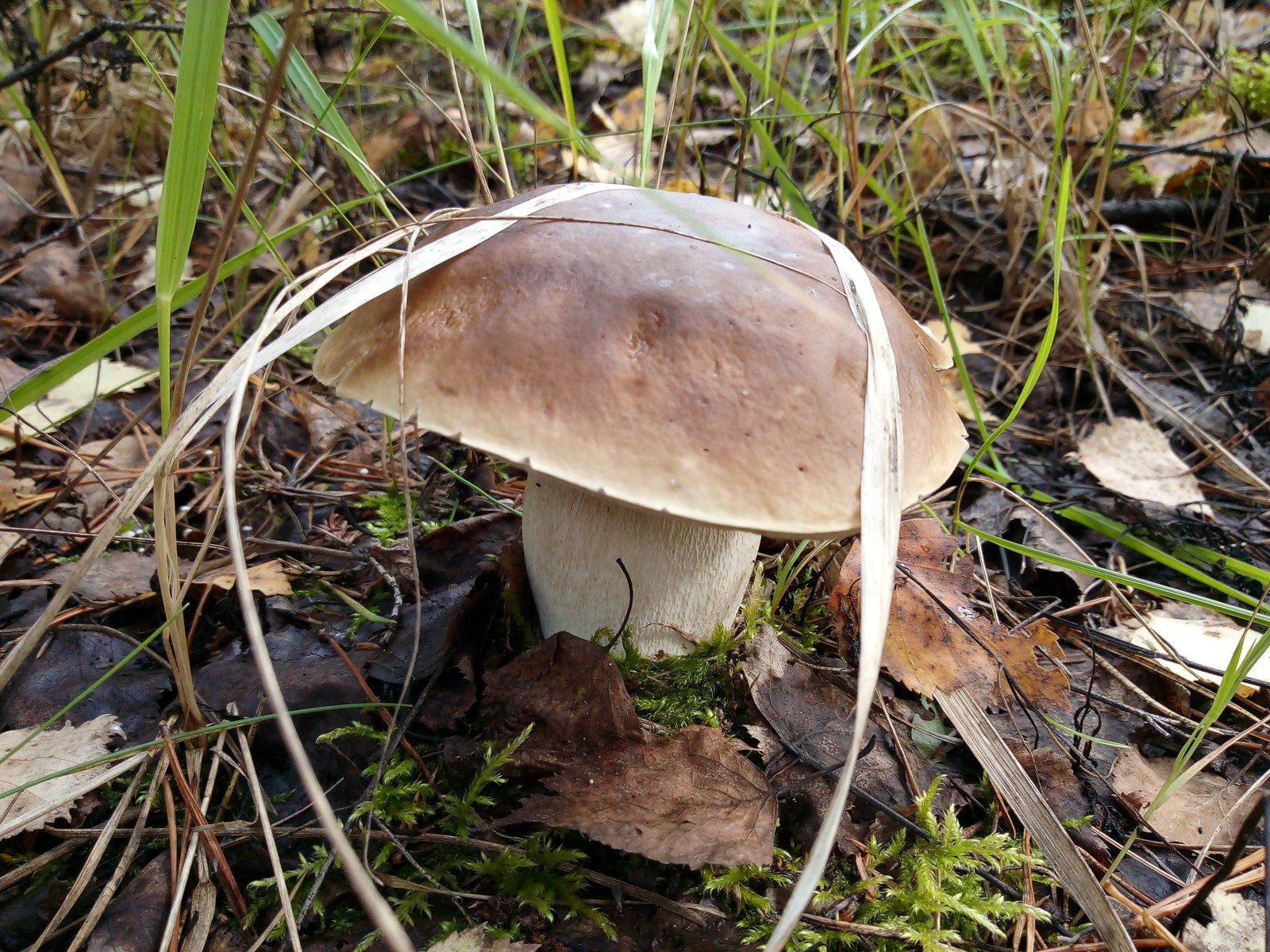 Mushroom Mania 2 - My, Silent hunt, Mushrooms, Longpost