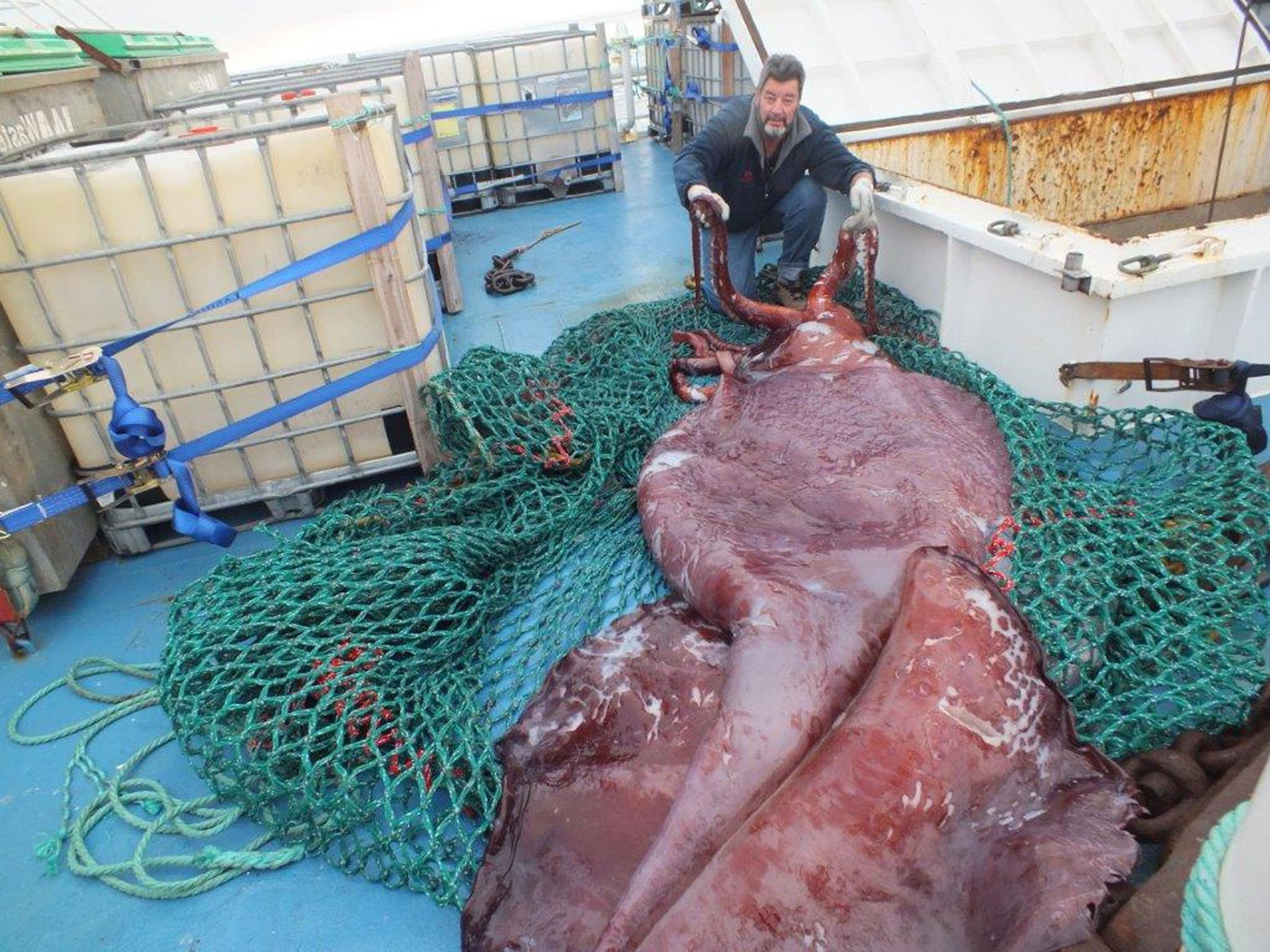 Colossal squid: Cthulhu - exists! - My, Squid, Ocean, Deep sea, Animals, Wild animals, Animal book, Humor, Longpost