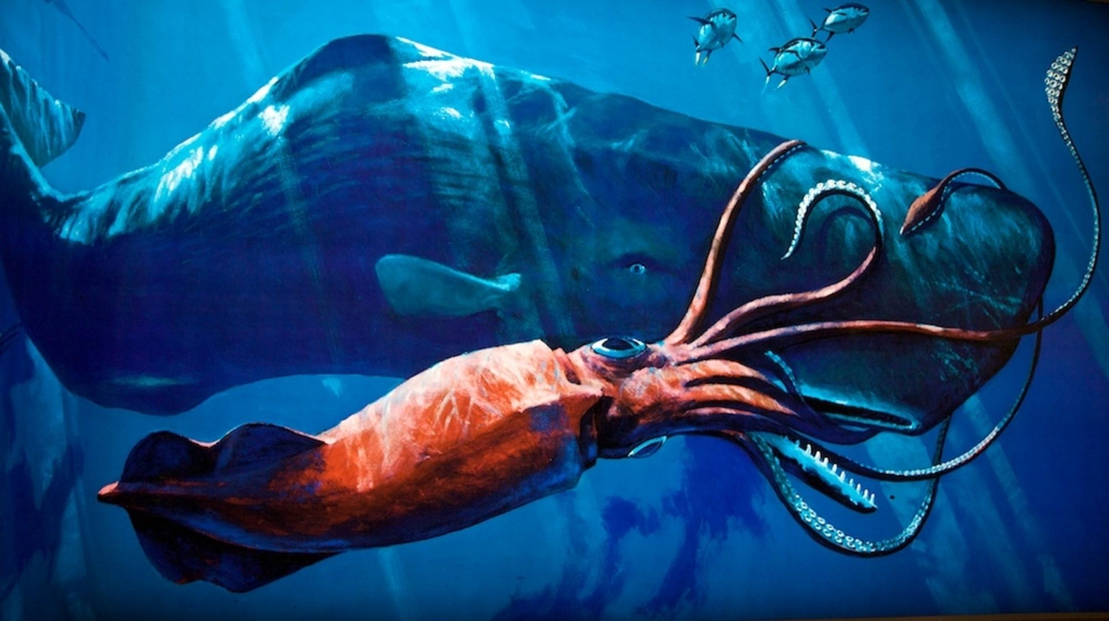 Colossal squid: Cthulhu - exists! - My, Squid, Ocean, Deep sea, Animals, Wild animals, Animal book, Humor, Longpost