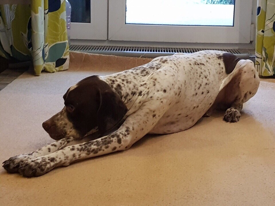 LOST DOG - The dog is missing, Kaluga, English Pointer, Longpost, No rating