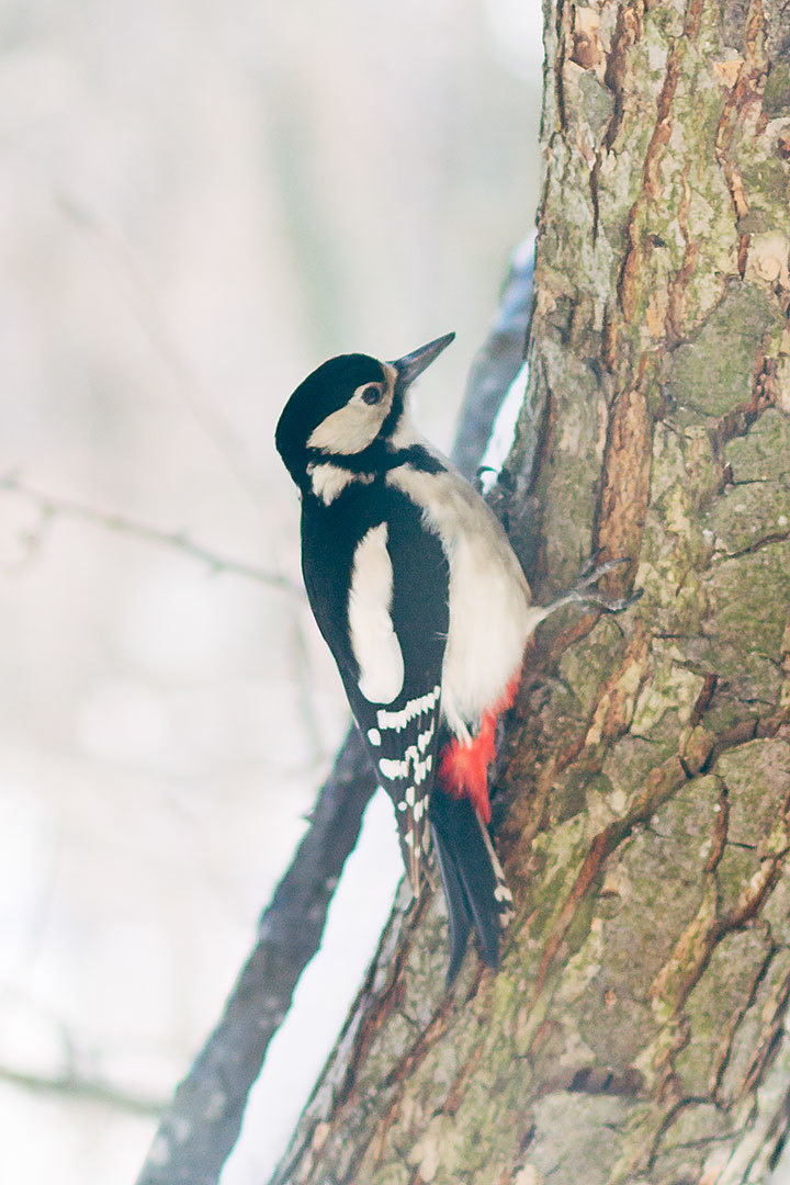 my tits - My, Feeding, Longpost, Tit, Trough