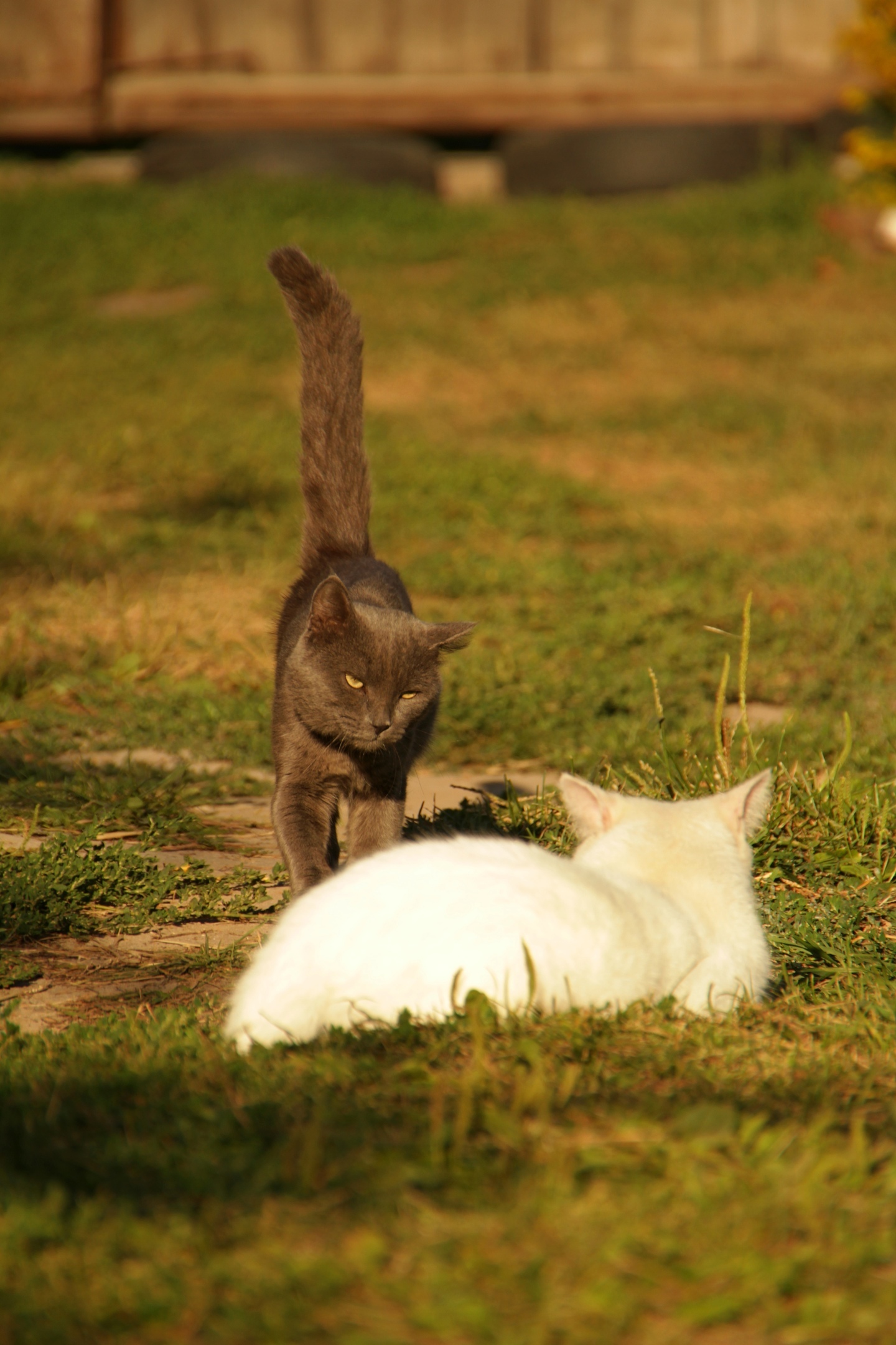 Oh that look... - My, cat, Animals, Village, The photo, Canon 7d