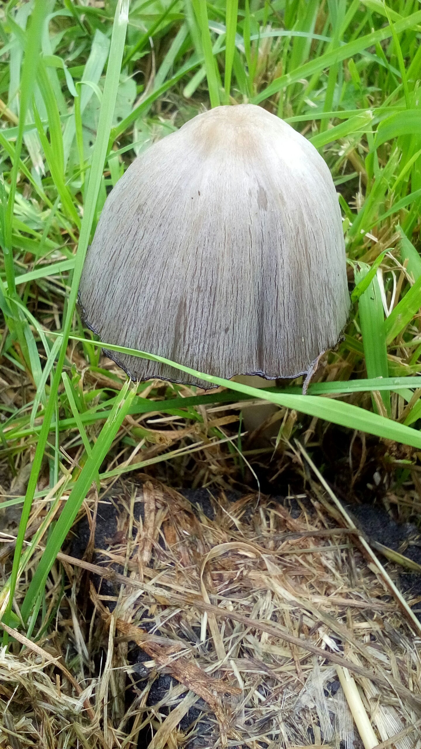 Mushroom - My, Mobile photography, Mushrooms, How can I, Longpost