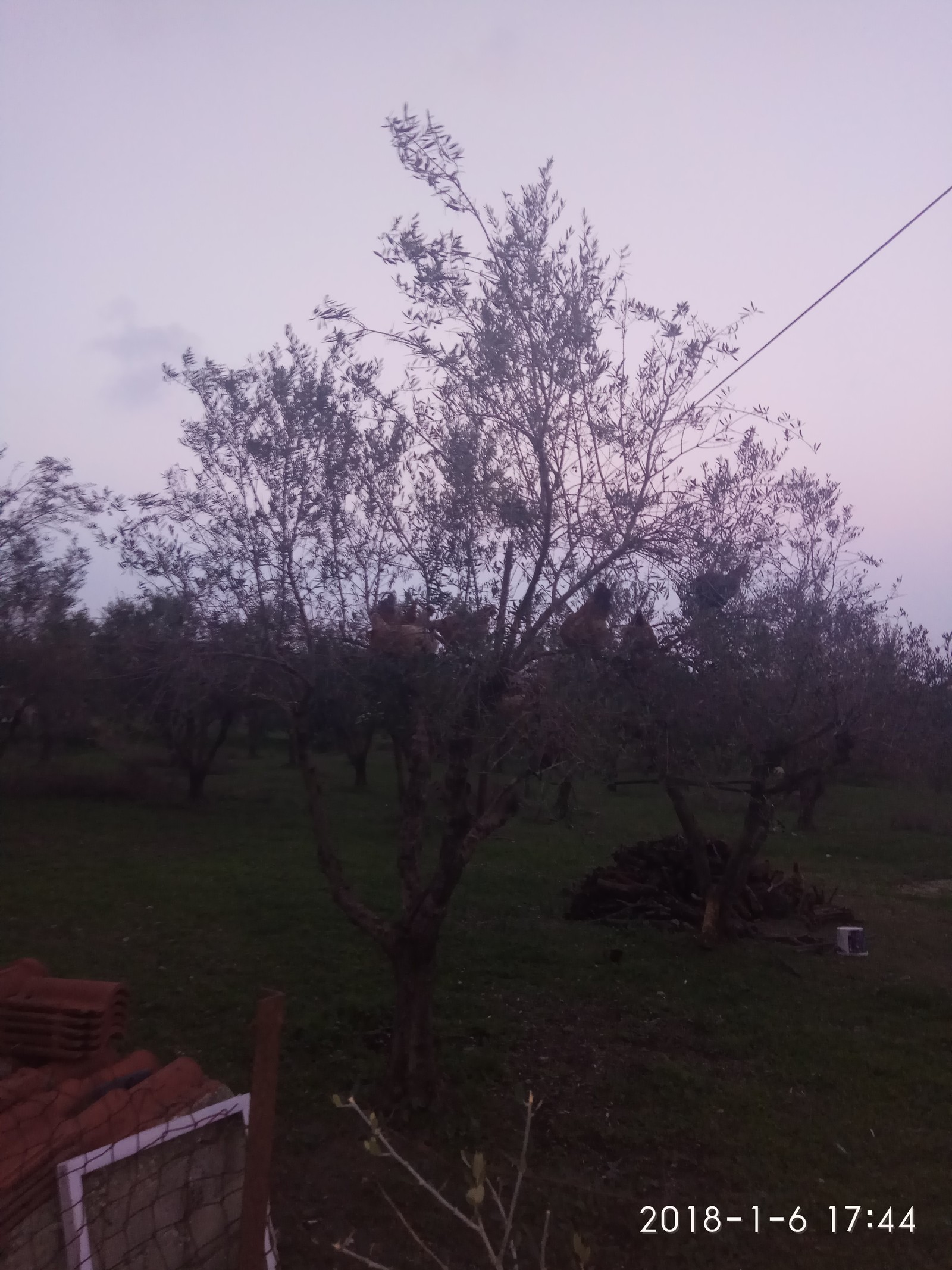 Chickens on an olive tree in Greece - My, Hen, Olive tree