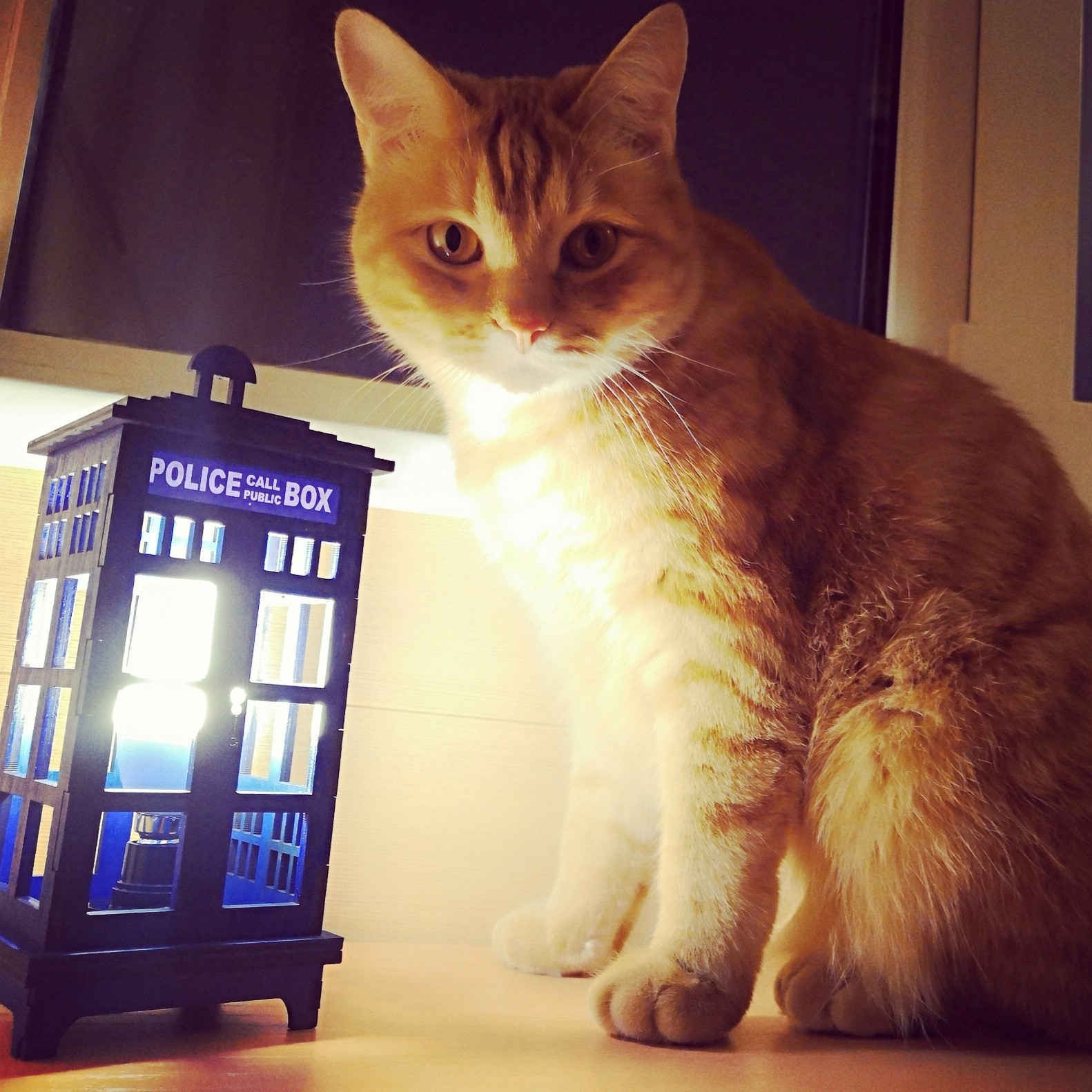 Next stop is everywhere! - My, Cat with lamp, Doctor Who, TARDIS, cat