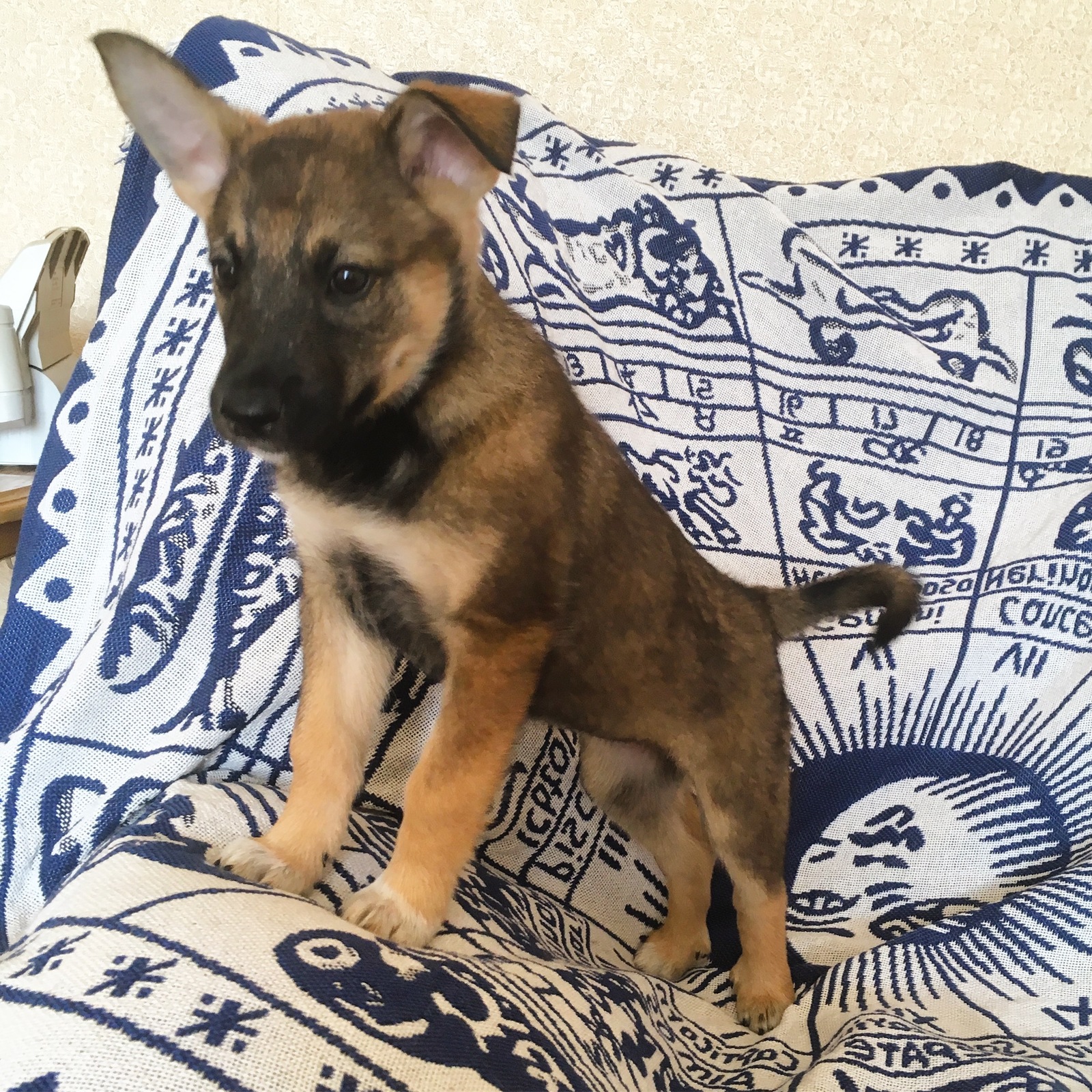 Puppy looking for a home - My, Moscow, Puppies, Dog, No rating, In good hands, Cur, Longpost