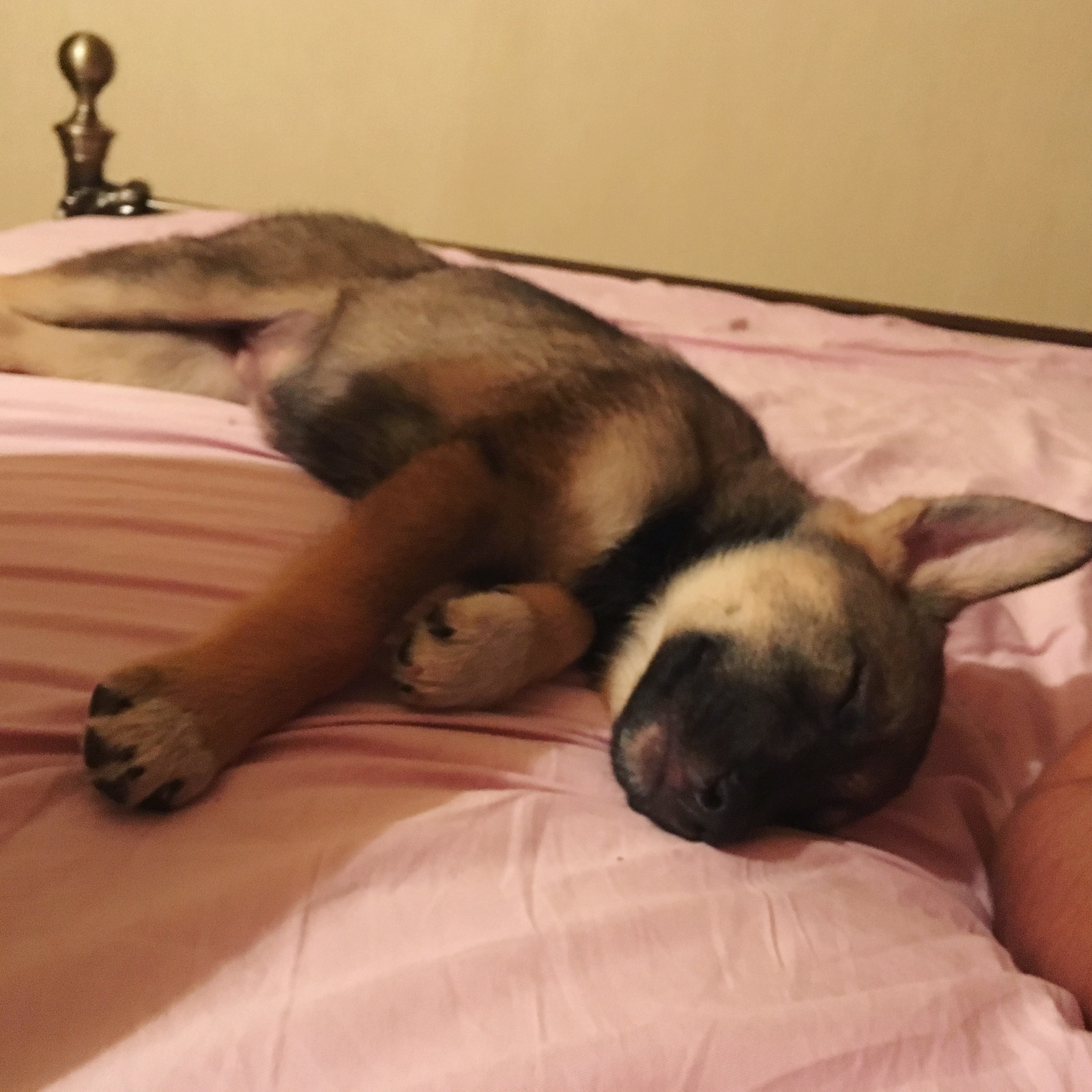 Puppy looking for a home - My, Moscow, Puppies, Dog, No rating, In good hands, Cur, Longpost