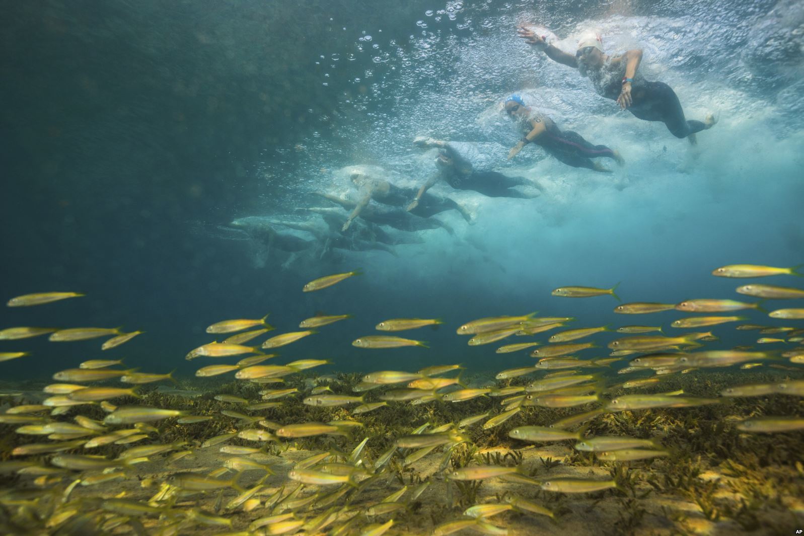 All the fish were shredded - Swimmers, A fish, Competitions, Israel