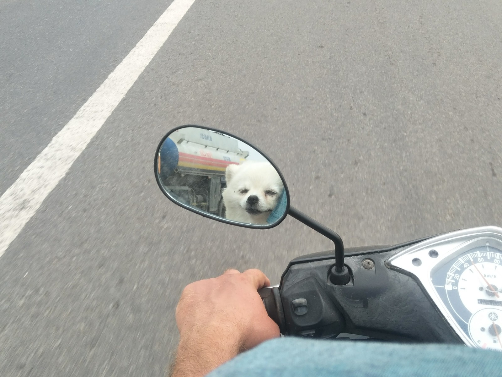 One day of a dog's life in Vietnam - My, Dog, Vietnam, Travels, Longpost