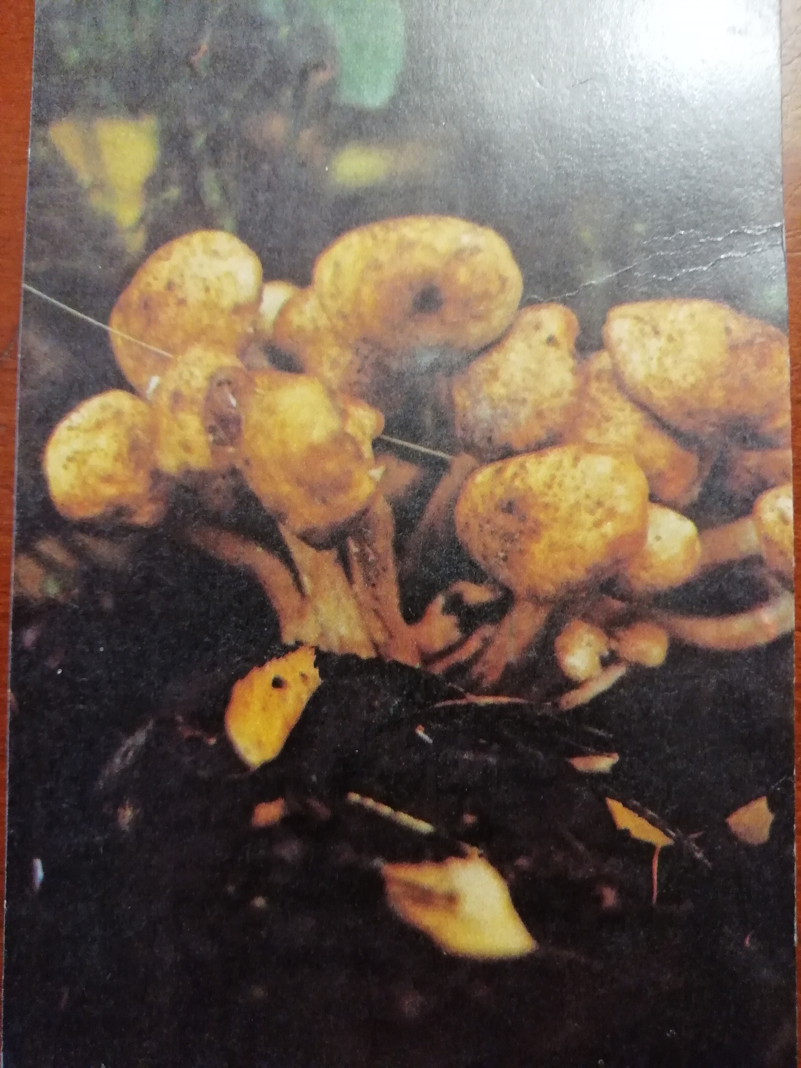 Mushrooms - Mushrooms, Postcard, Longpost