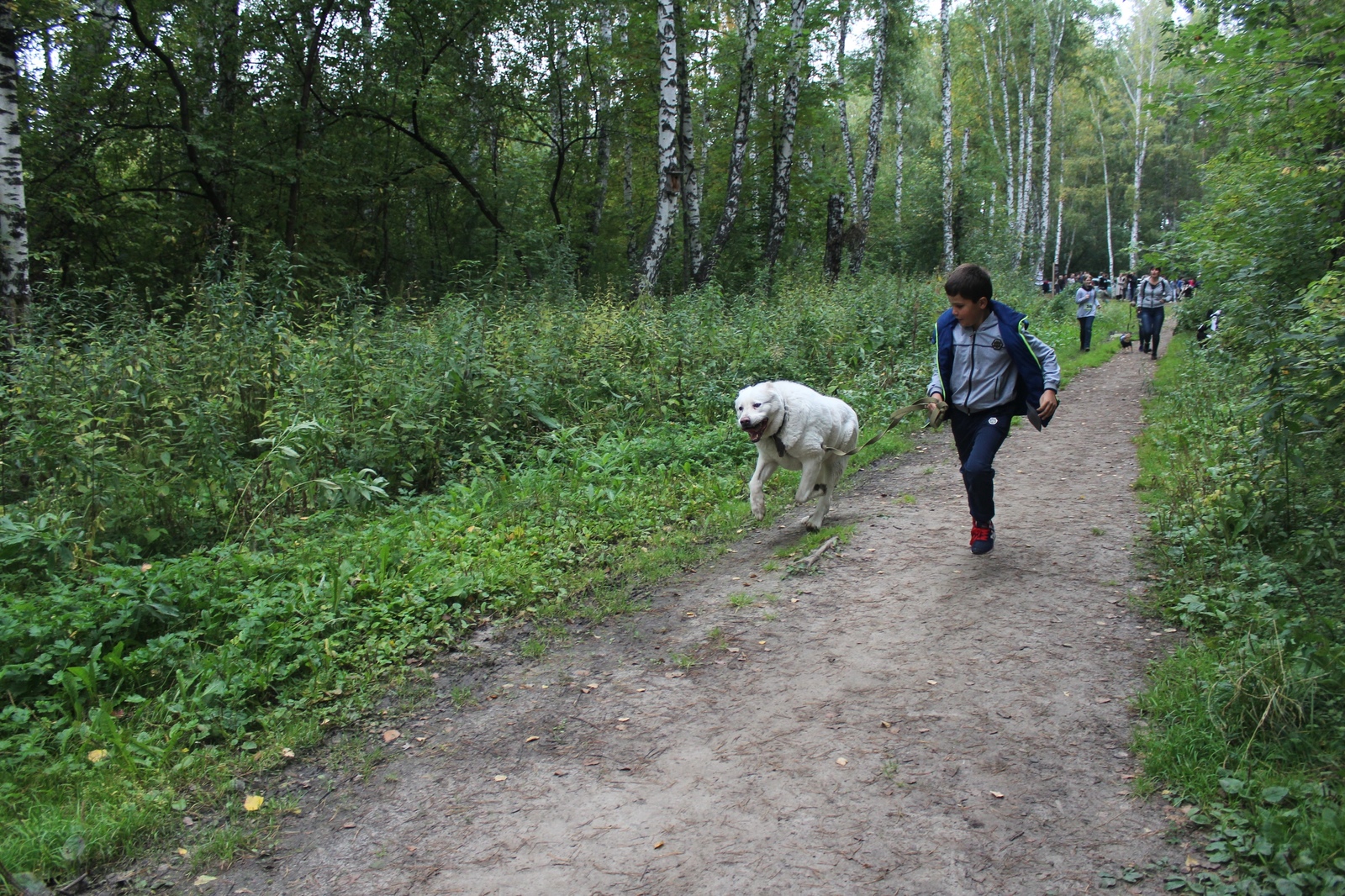 Shaggy cross - Dog, , , Tomsk, , Longpost