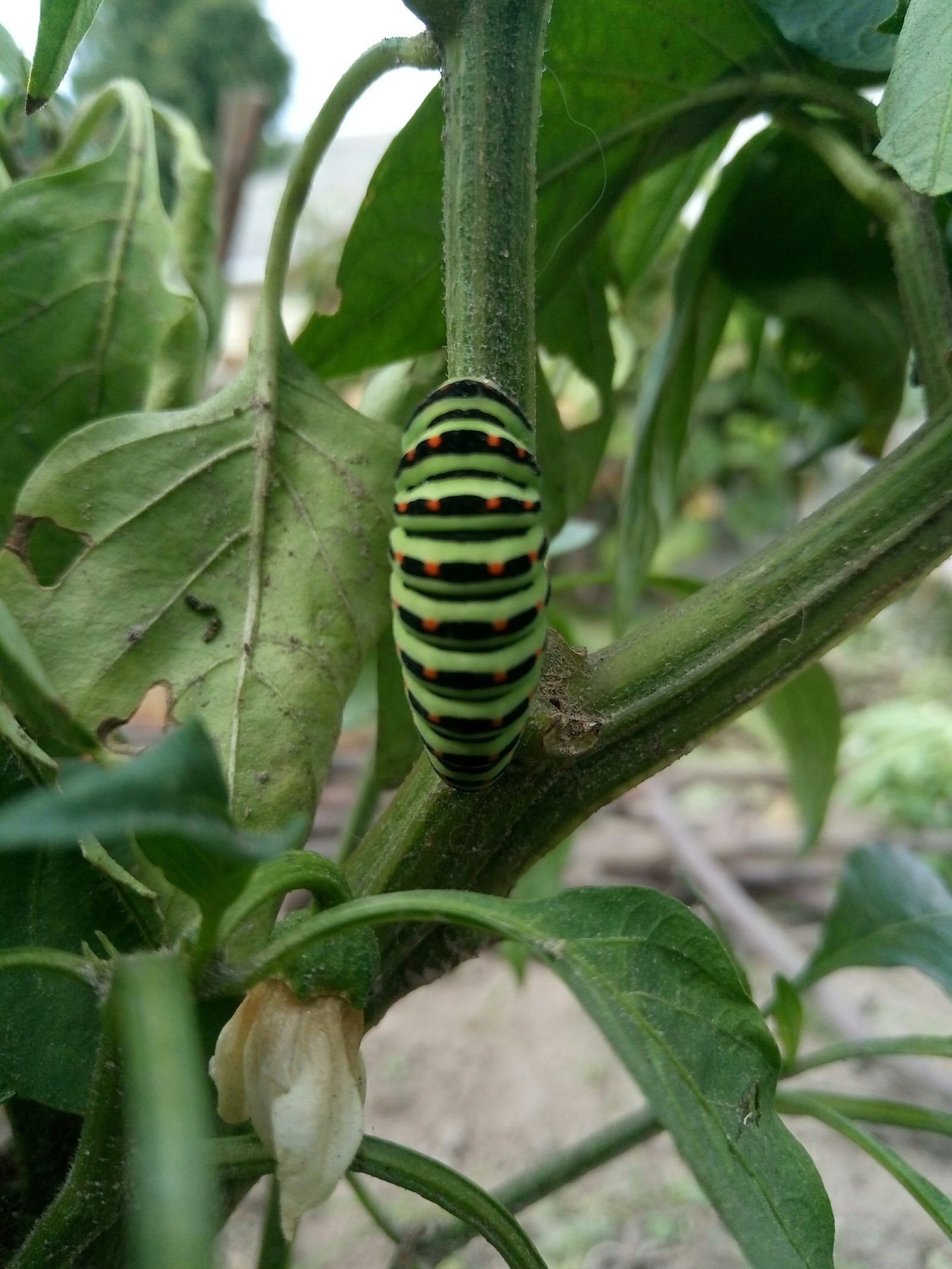 Papillon Machaon | Пикабу